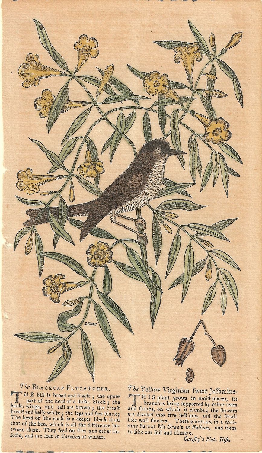 1772 Birds of North America - Blackcap Flycatycher by Catesby