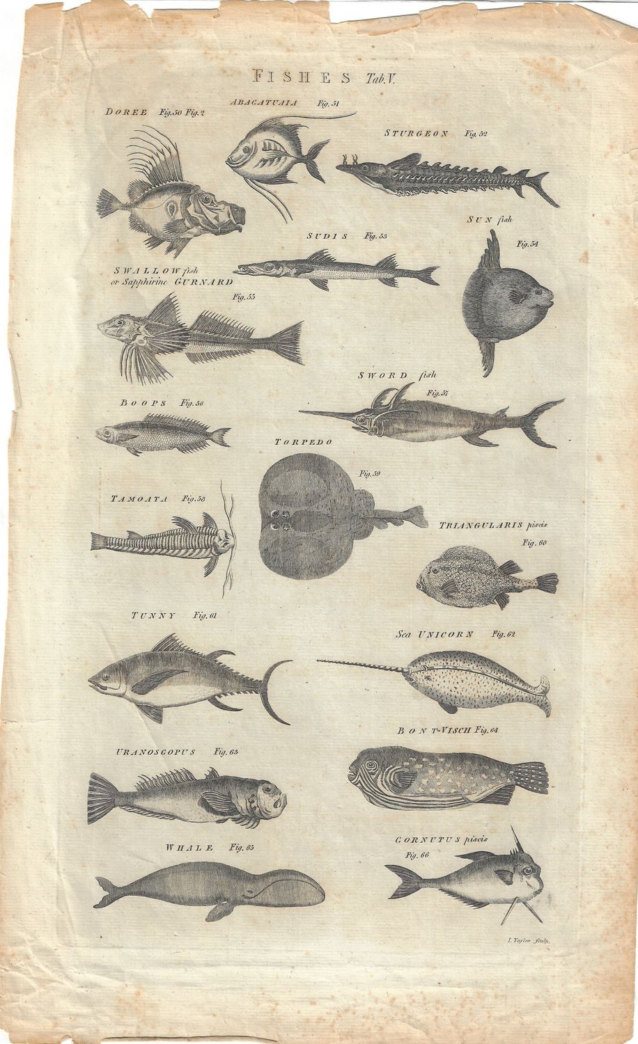 1770 View of Fishes Fig. #50-66 in copper engraving