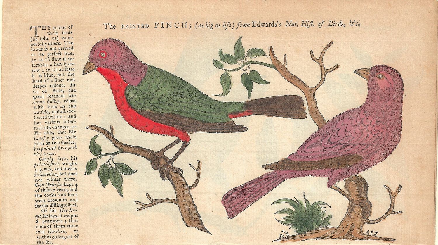 1772 Birds of North America - Painted Finch by Edwards