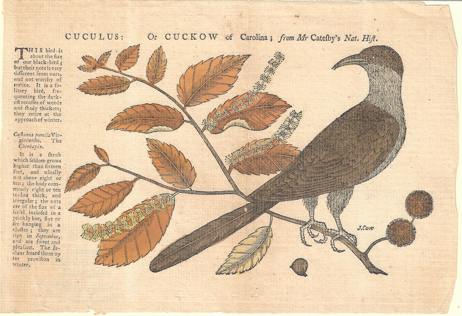 1772 Birds of North America - Carolina Cuckow by Catesby 