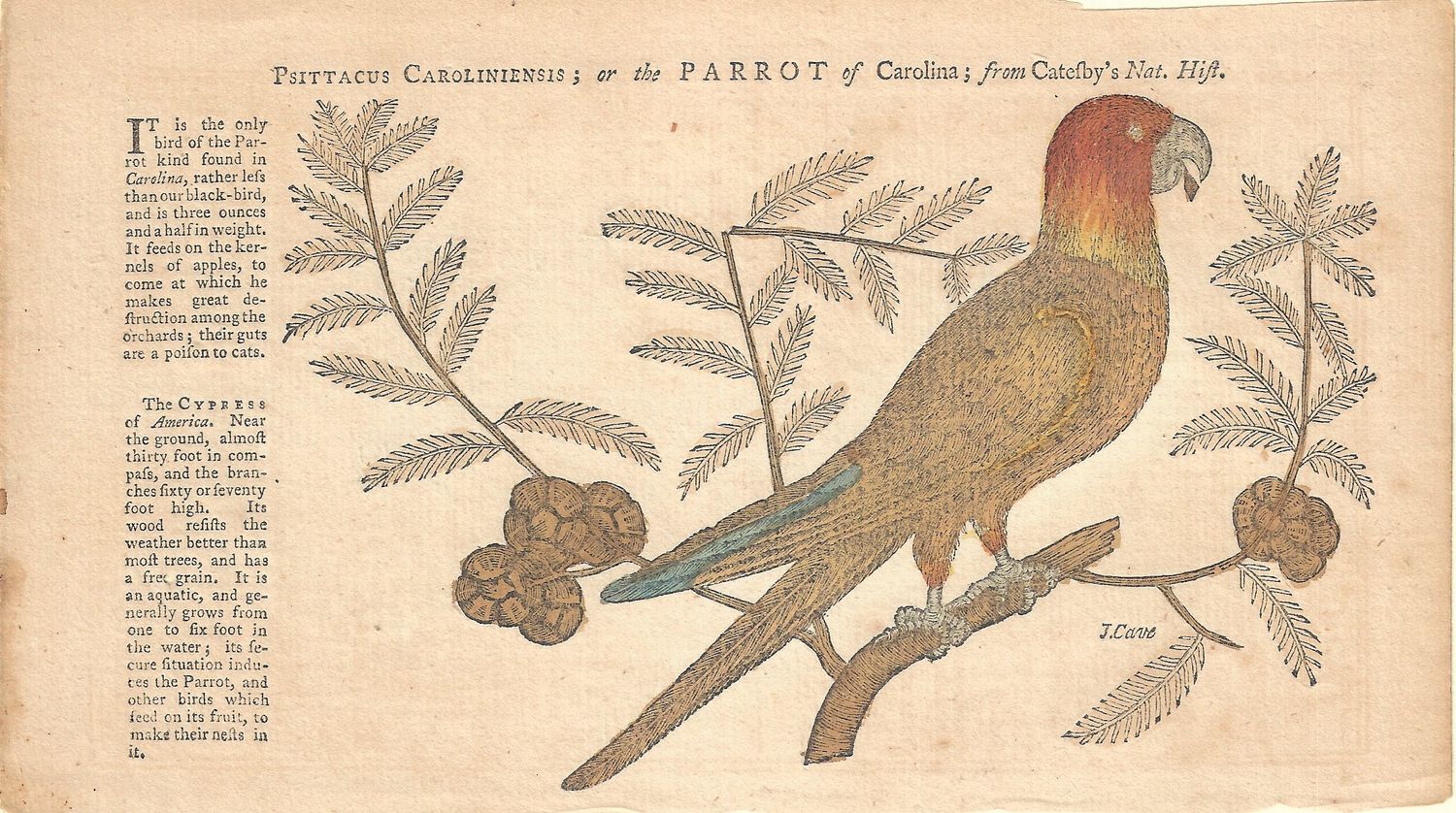 1772 Birds of North America - Carolina Parrot by Catesby 