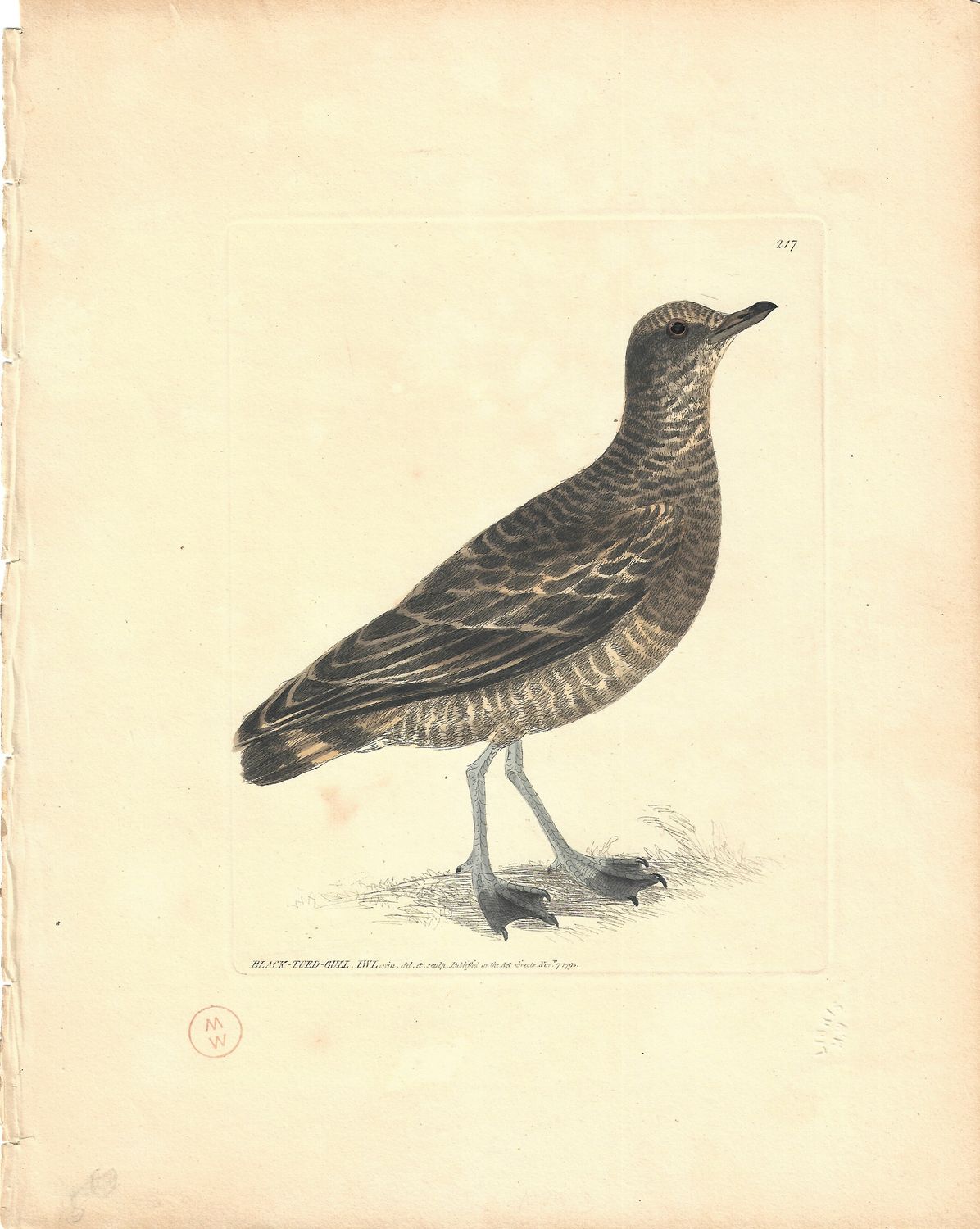 1793 View of a Black Toed Gull by I W Lewin w/ohc