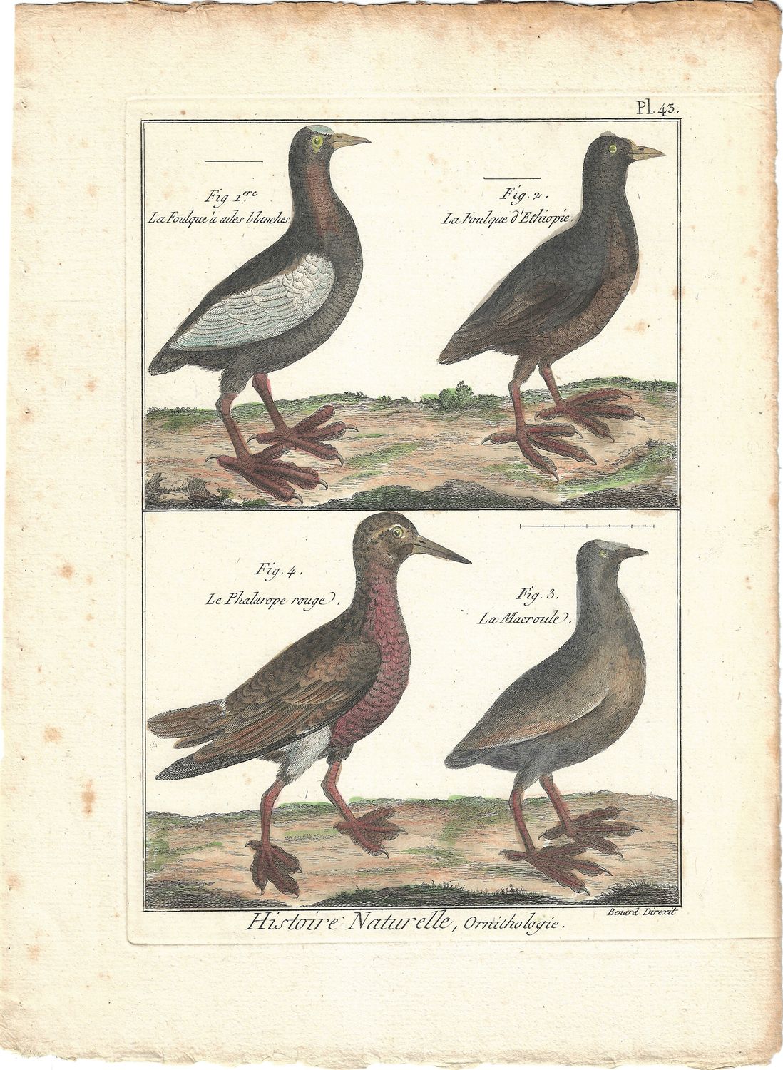 1790 Historie Naturelle View of Coots &amp; Mackeral