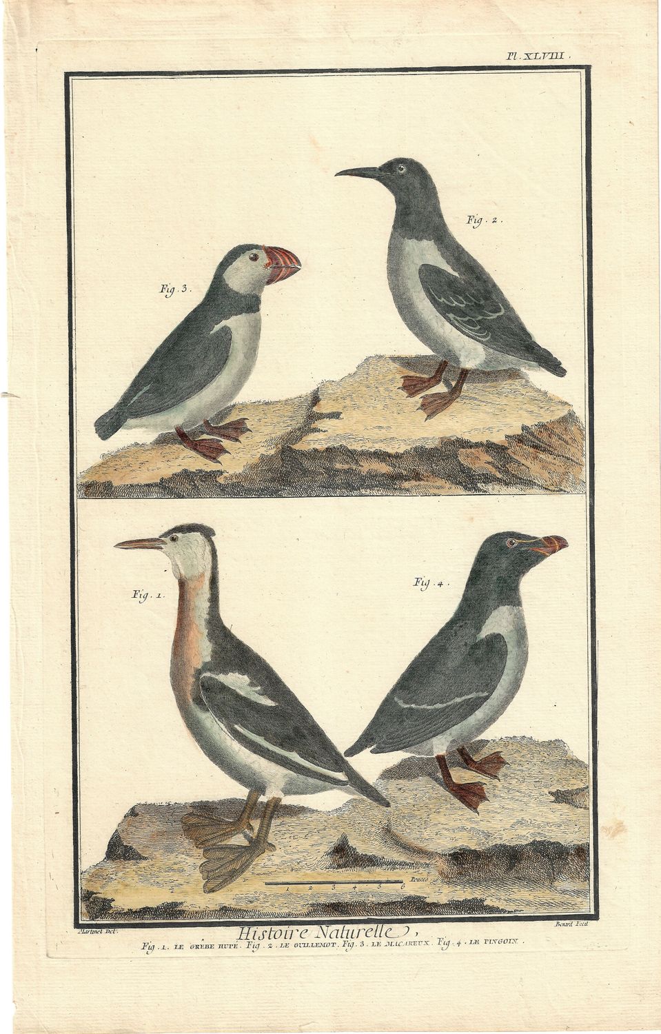 1790 Historie Naturelle View of Penguines &amp; Puffins