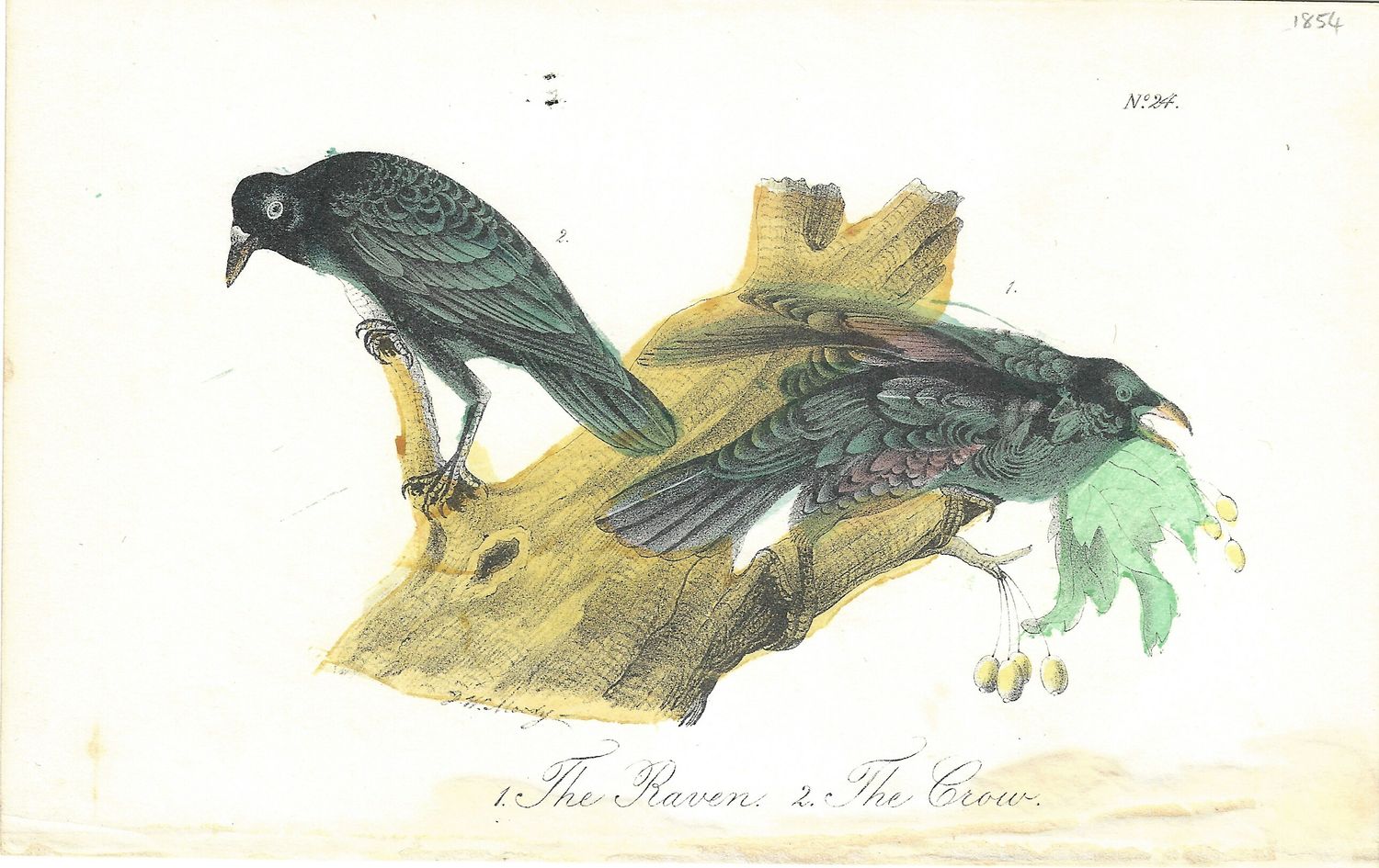 1854 View of a Raven &amp; Crow w/ohc