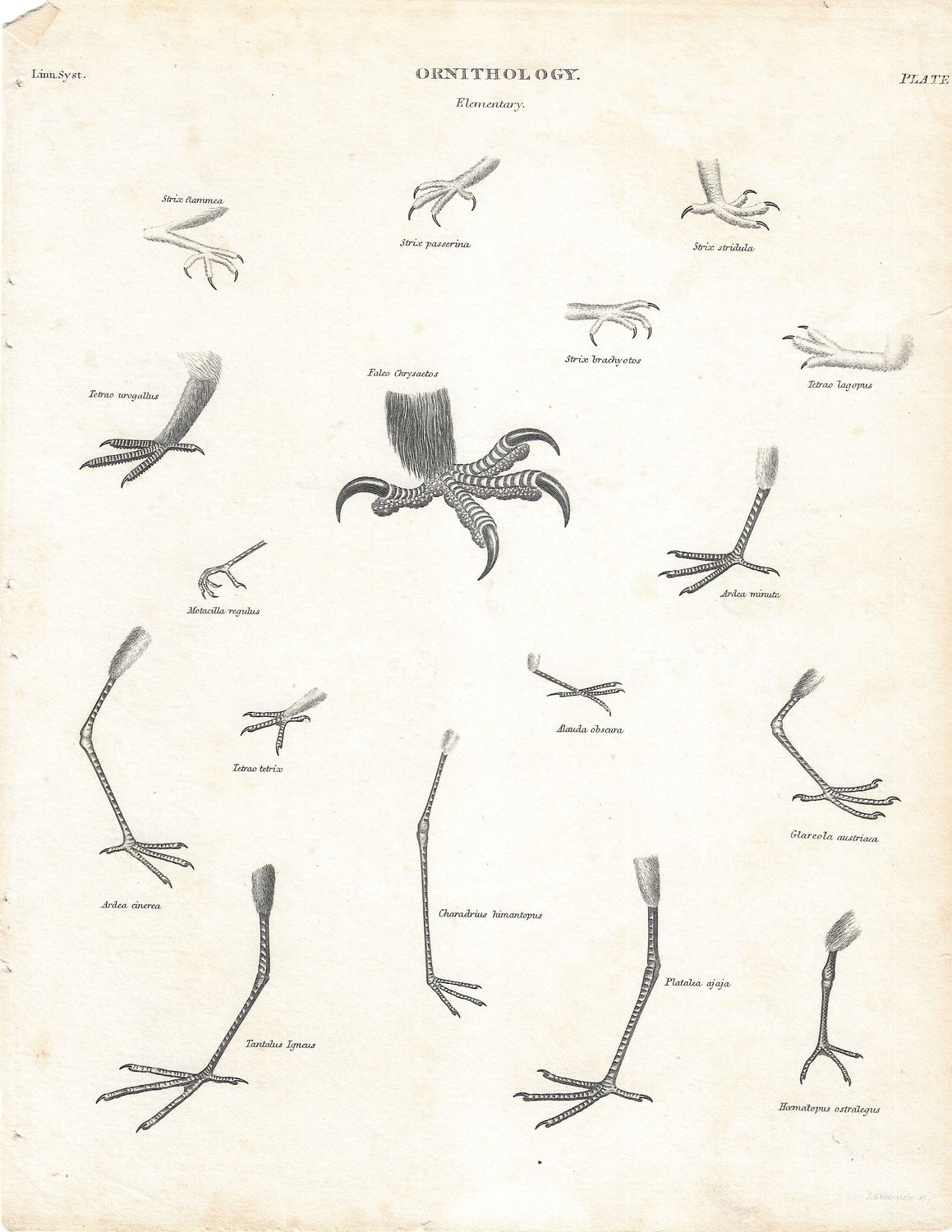 1855 Pair of Studies on Bird Feet by Speciies