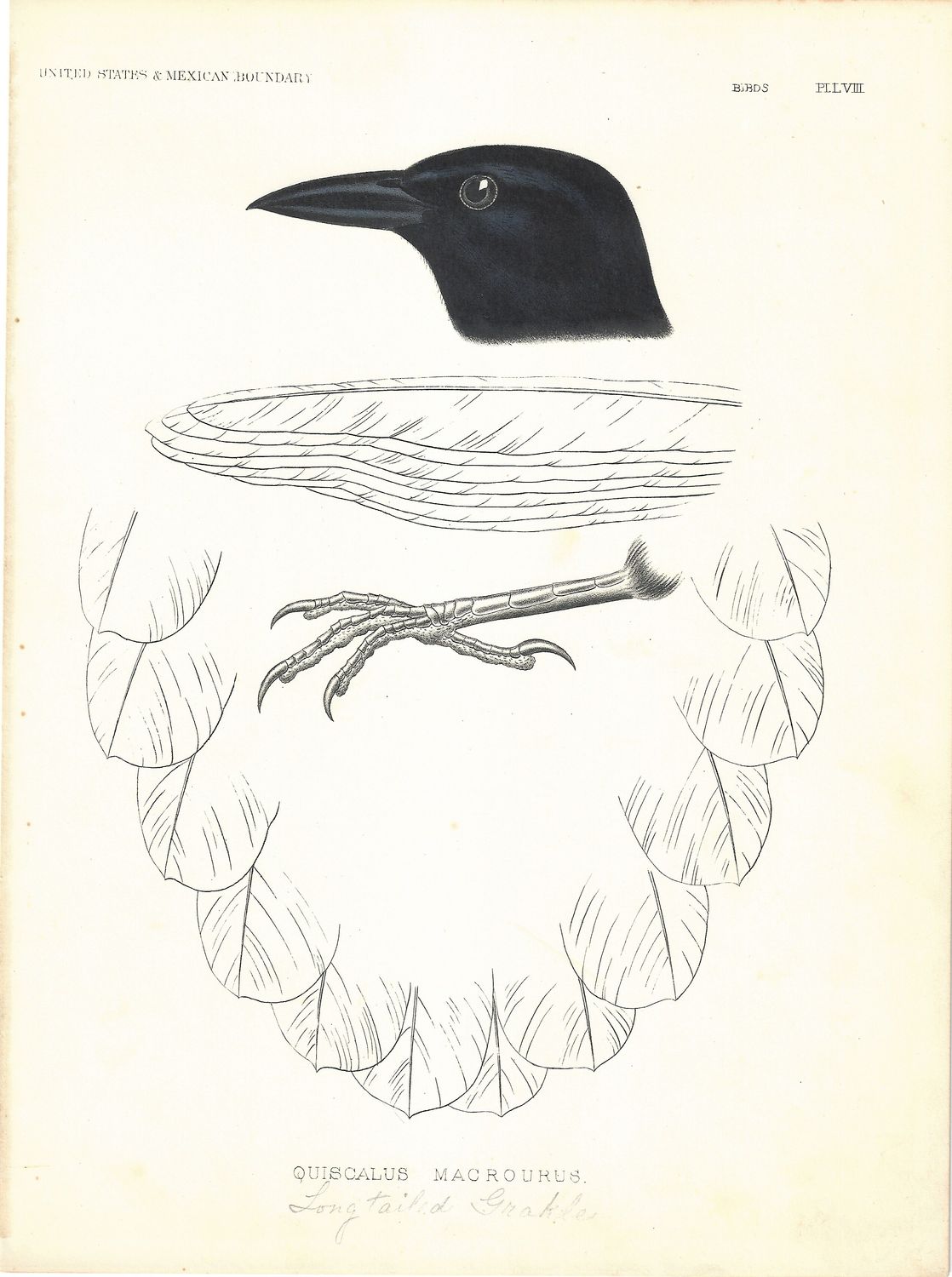 1855 Group (5) of studies on Crow &amp; Grackle from Federal Publications