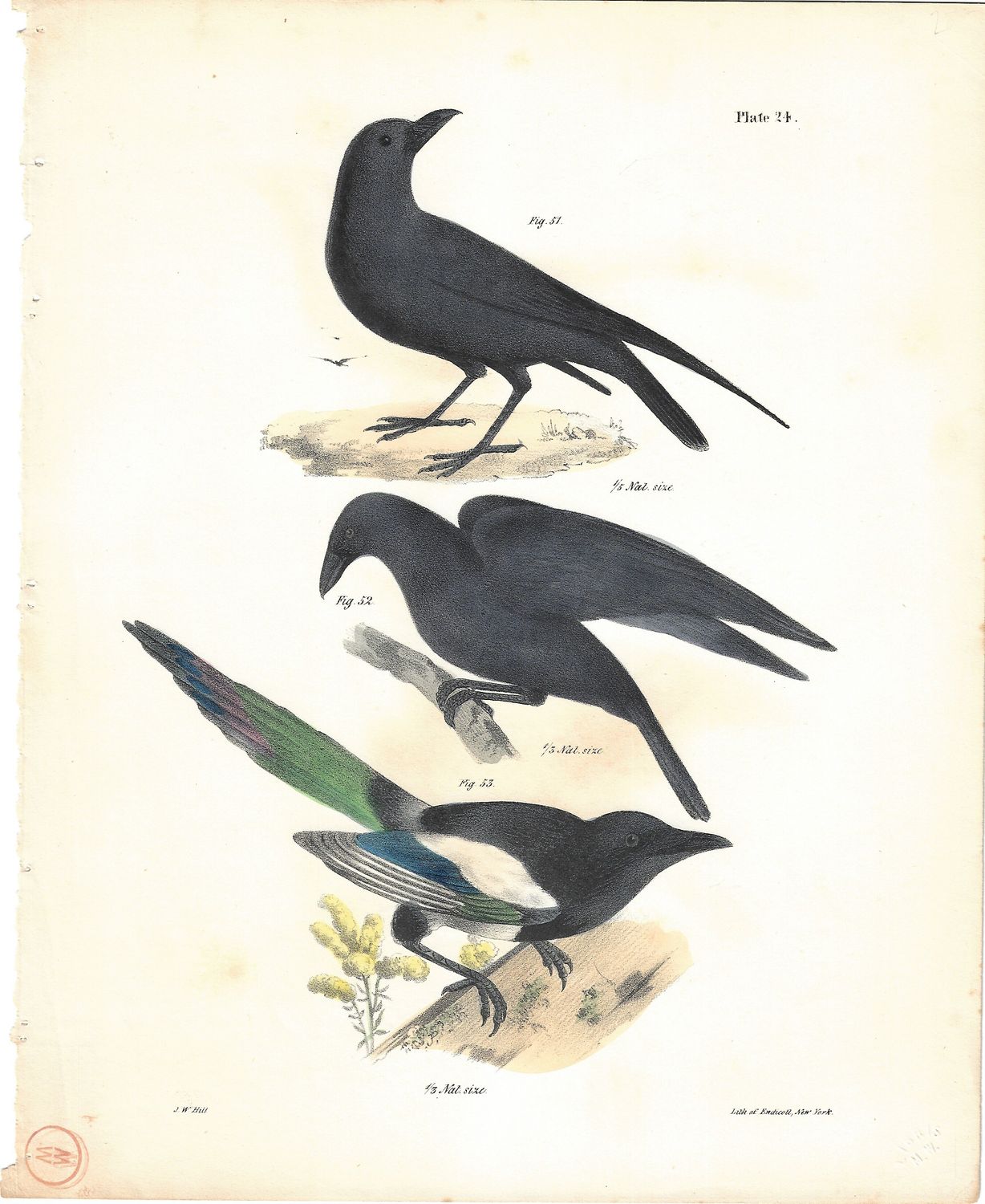 1860 View of Birds: Magpies in Lithograph by Endicott w/ohc