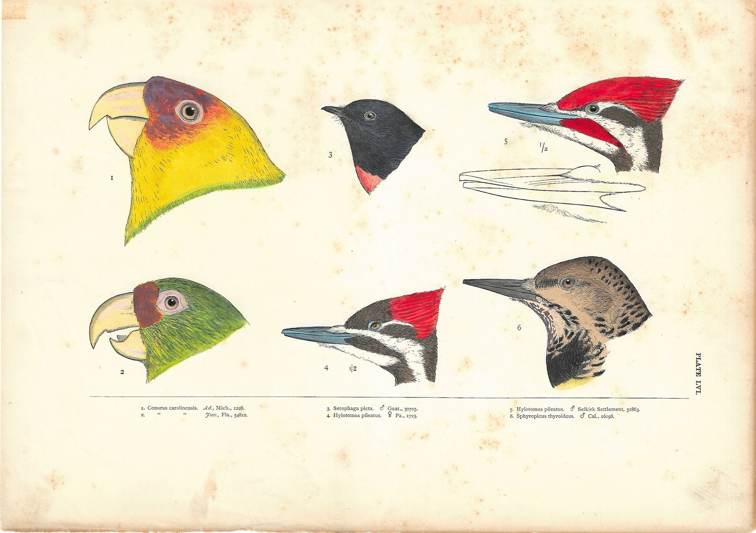 1860 View of Birds: Conyer &amp; Woodpecker Heads in Lithograph w/ohc