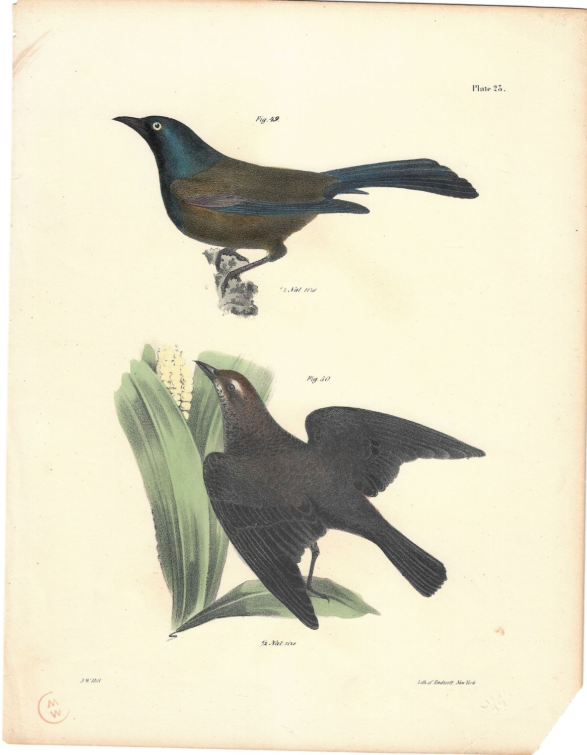1860 View of Birds: Lark in Lithograph by Endicott w/ohc