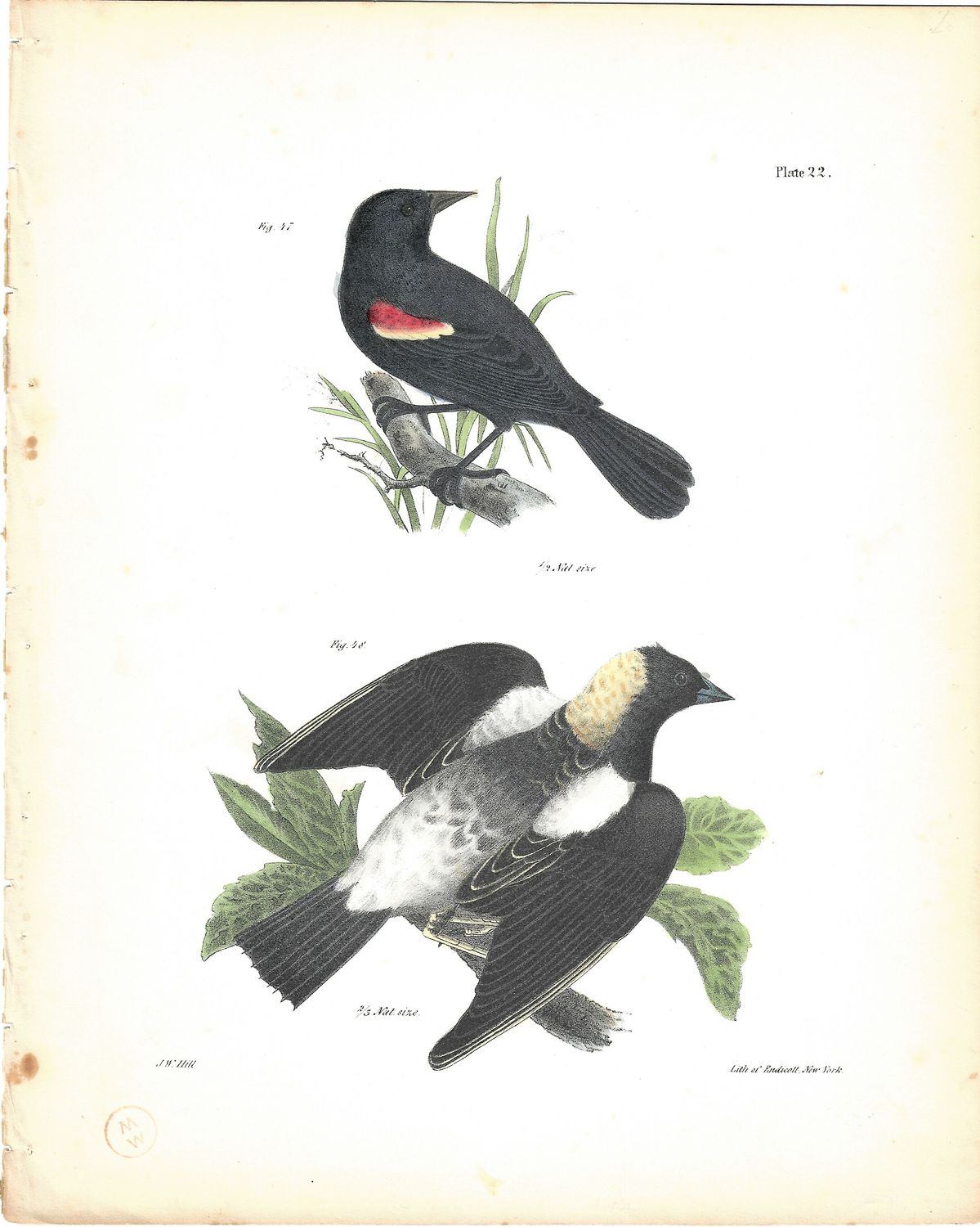 1860 View of Birds: Redwing Blacbird in Lithograph by Endicott w/ohc