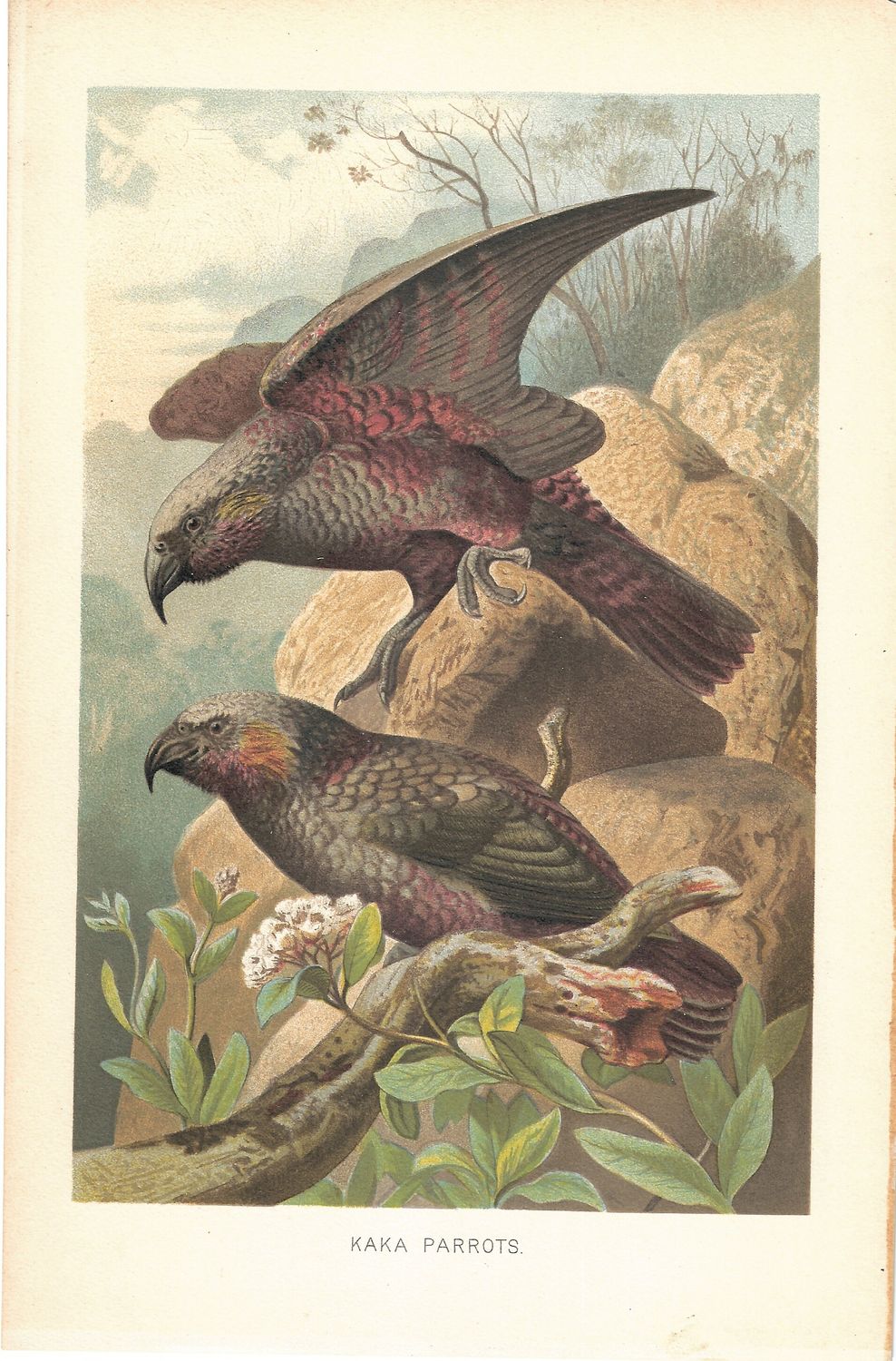 1889 View of a Kaka Parrot in Chromolithography