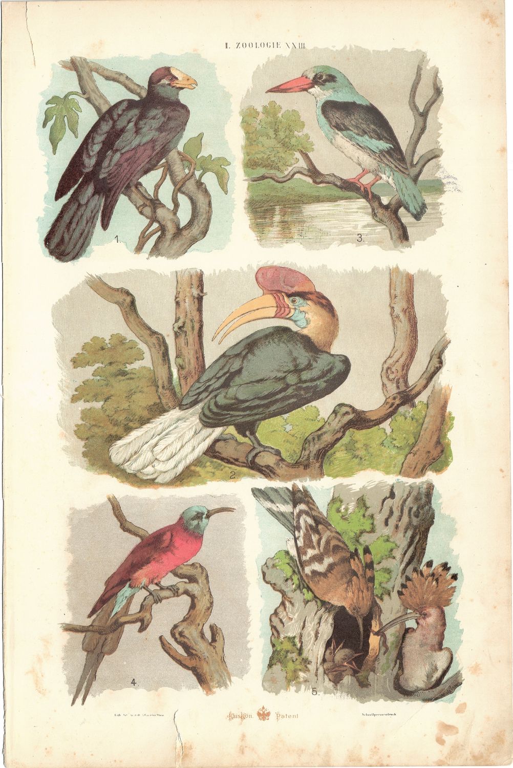 1890 Zoology of Birds :  Insect Eaters ,Kingfisher &amp; Tucan in Chromolithography