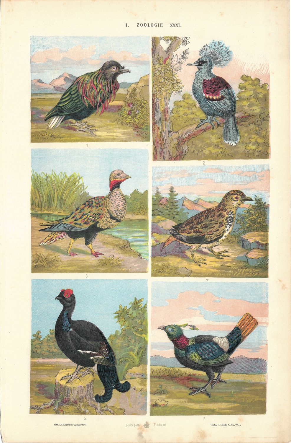 1890 Zoologie of Birds: Pheasant, Ostrich &amp; Turkey in Chromolithograph
