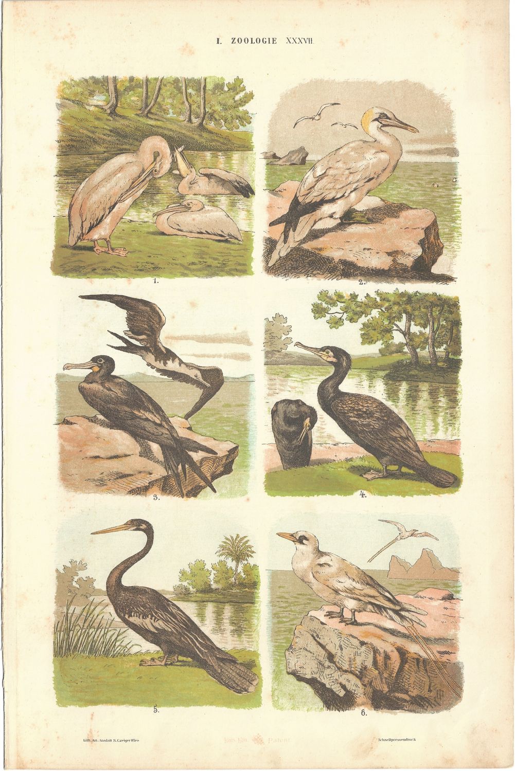 1890 Zoology of Birds: Fish Eaters ,Waterbirds &amp; Shorebirds in Chromolithography