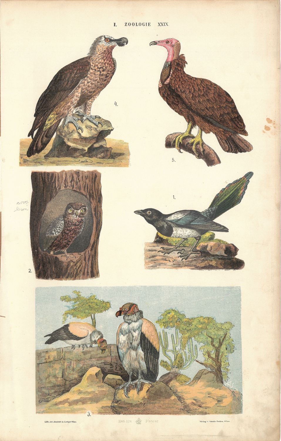 1890 Zoology of Birds: Raptors, Vulture &amp; Dove in Chromolithography