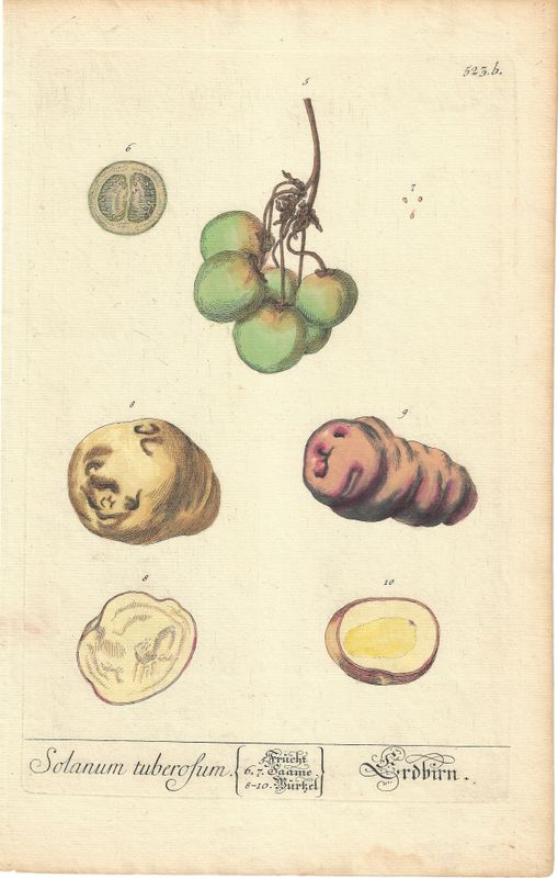 1760 Study of the Potato &amp; Cherry Tomato : a copper engraving w/ohc