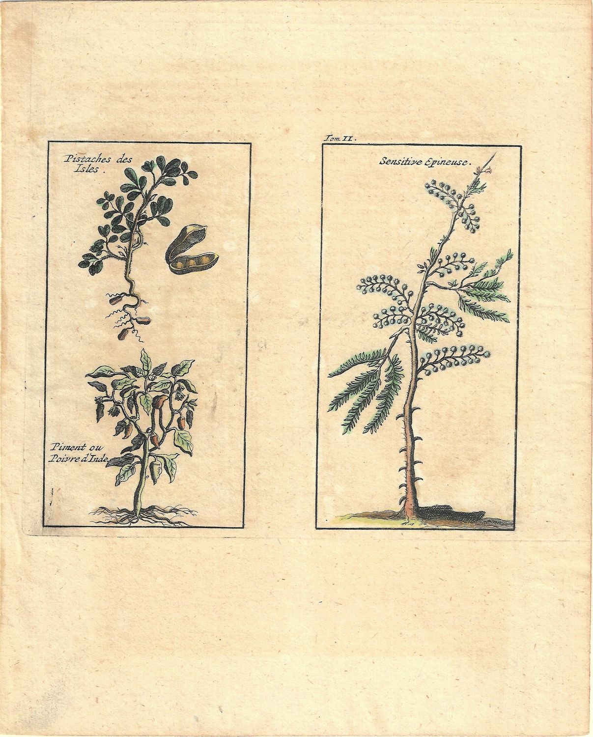 1724 Pair of Studies (2) of American Botanticals-Peanuts,Pinenuts,Ginger, Potatoes