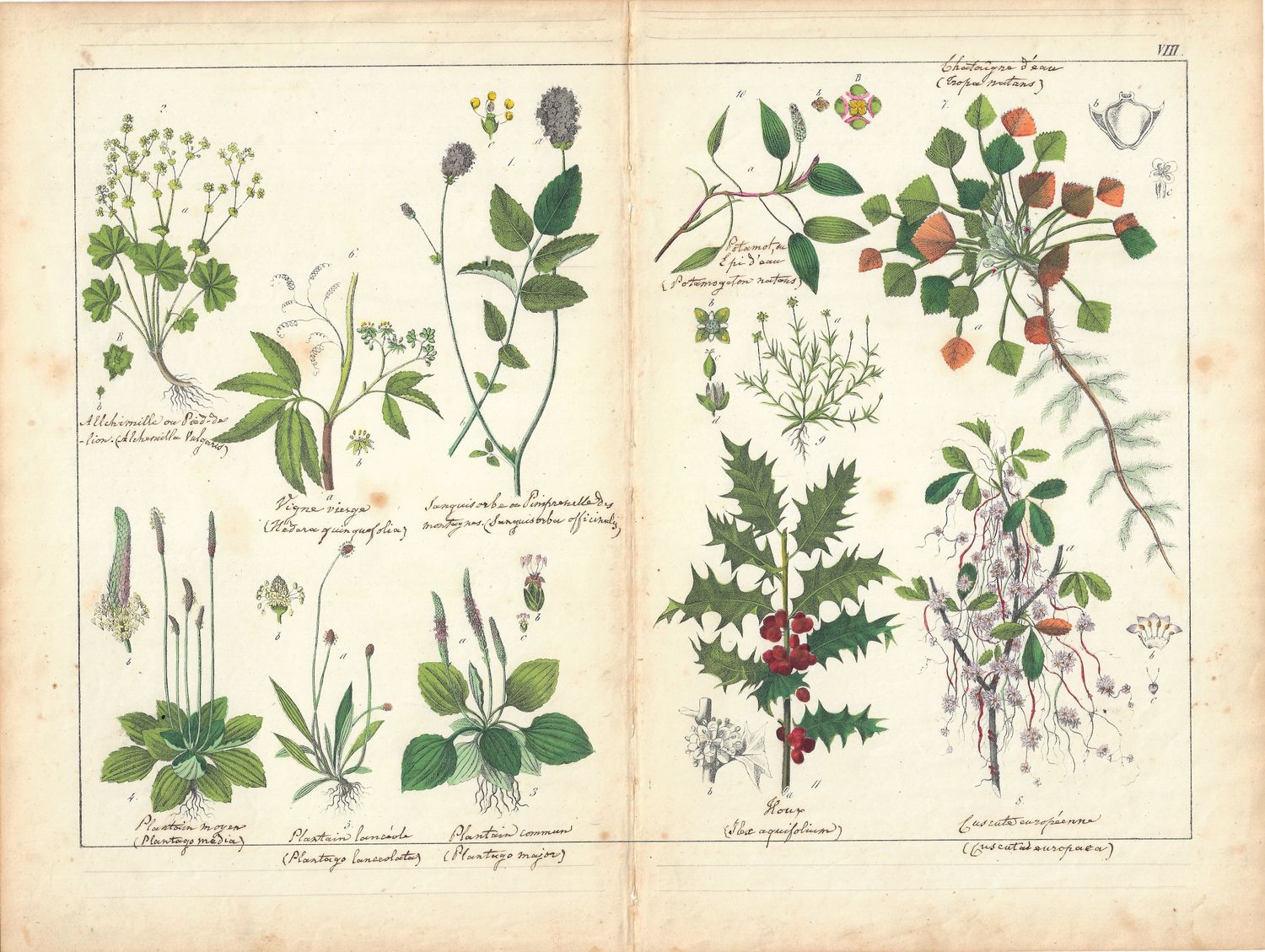 1760 Pair of Studies (2) on Plantain &amp; Grasses : copper engravings w/ohc and manuscript labeling