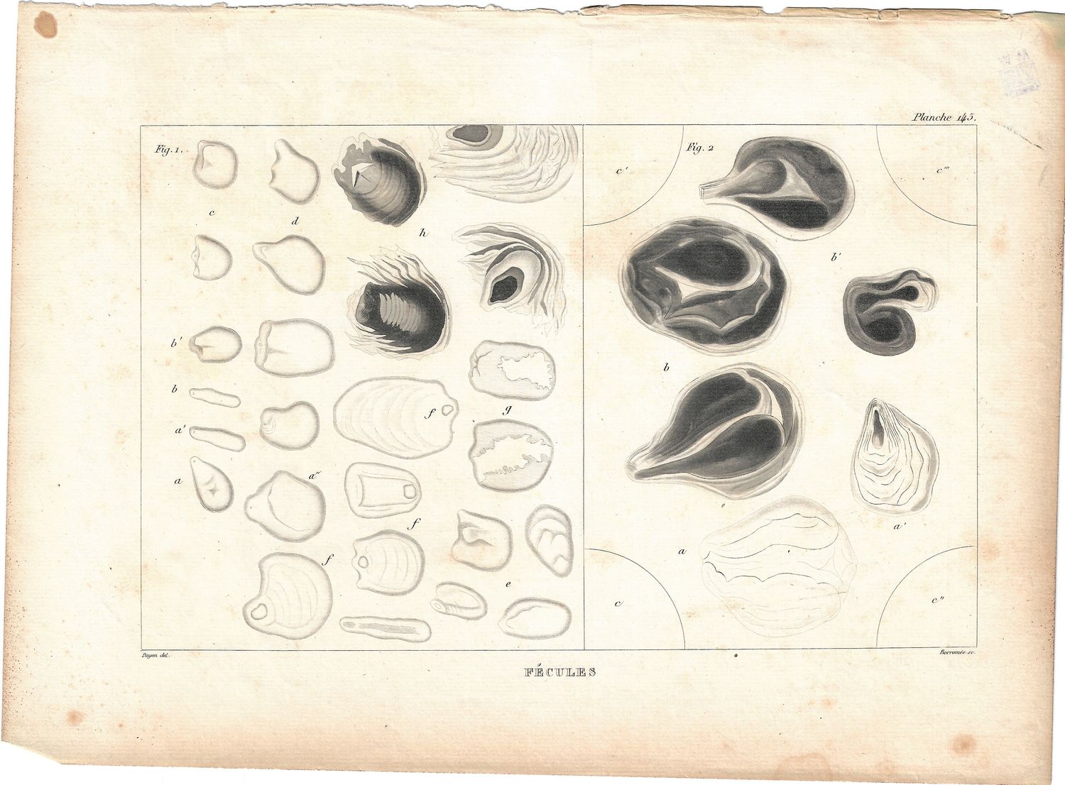 1835 Pair of Lithographic Studies (2) on Starch molecules