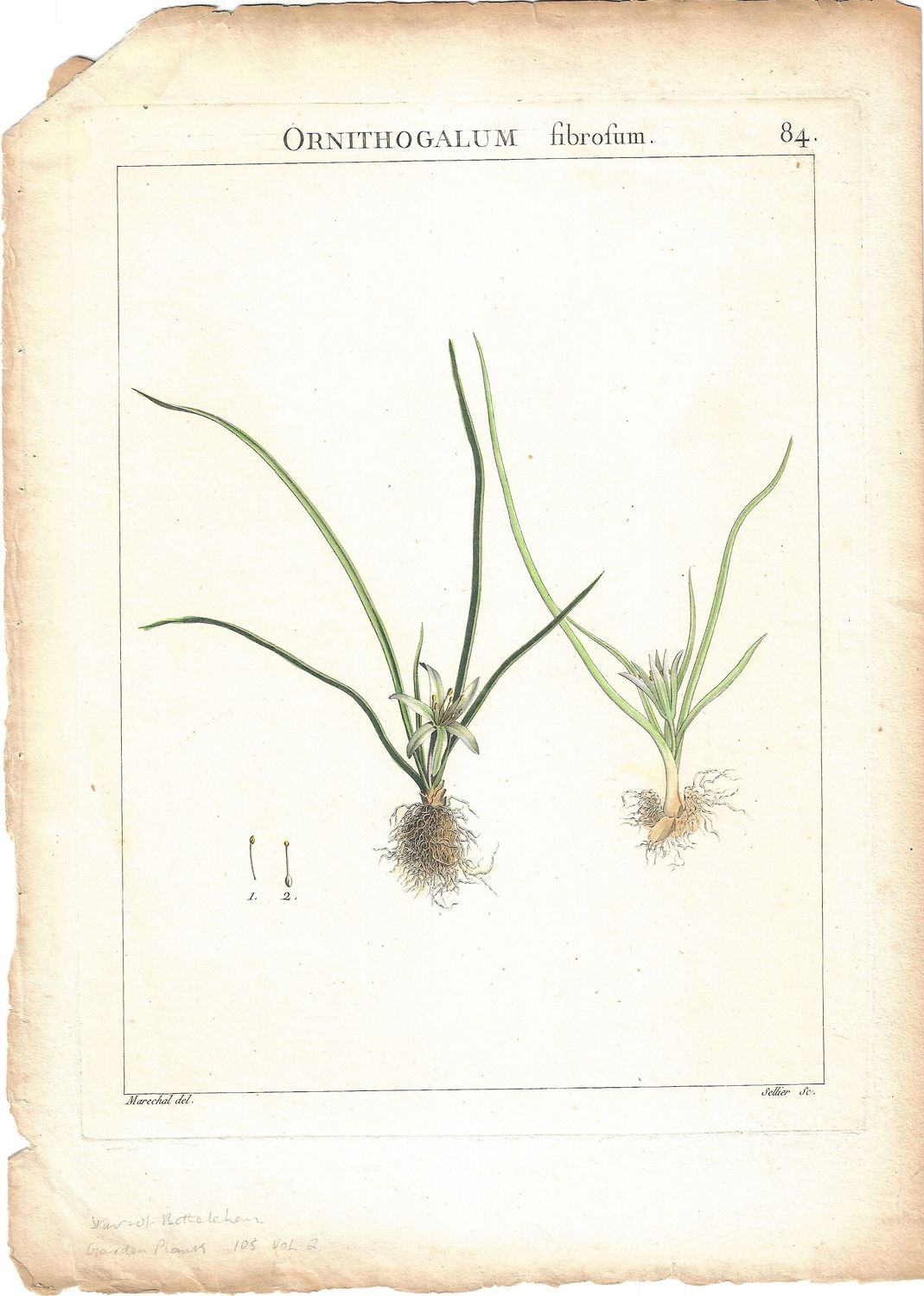 1810 Study of Star of Bethlehem: a copper engraving w/ohc