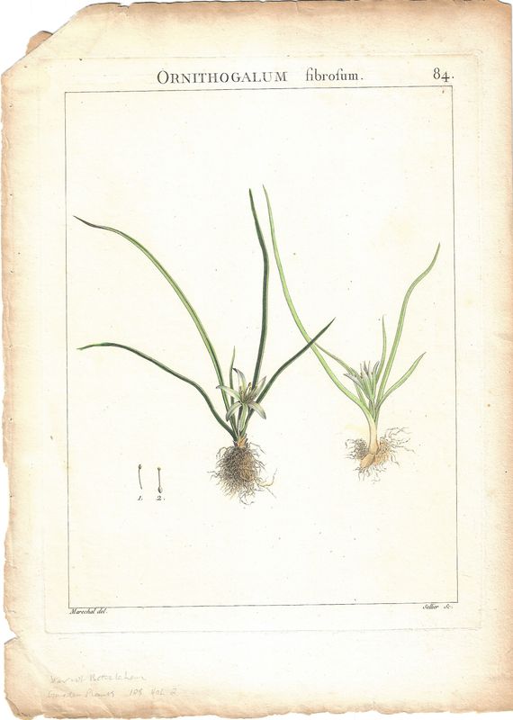1810 Study of Star of Bethlehem: a copper engraving w/ohc