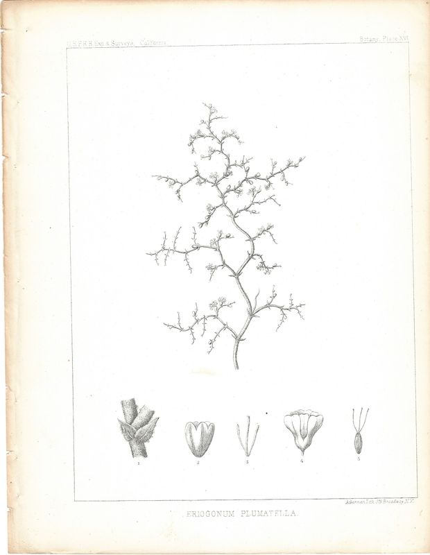 1855 Group of Studies (3) on Desert Plants and Moss from the USPRR 35th parallel
