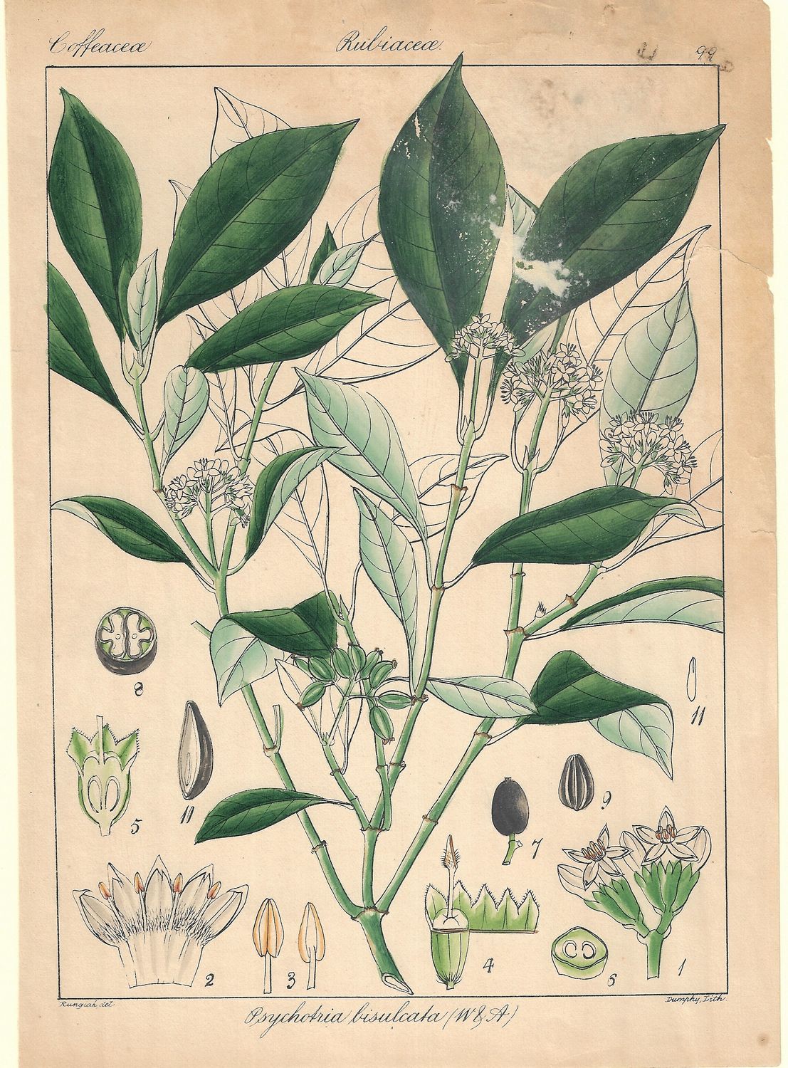 1860 Group of Botanical Studies (10) from Neilgherry : Lithographs w/ohc