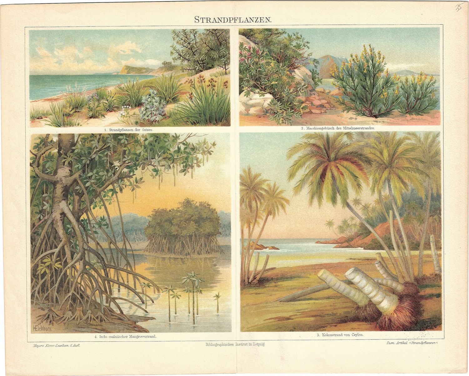 1912 Study of Strandpflazen (sand plants) in German Chromolithography