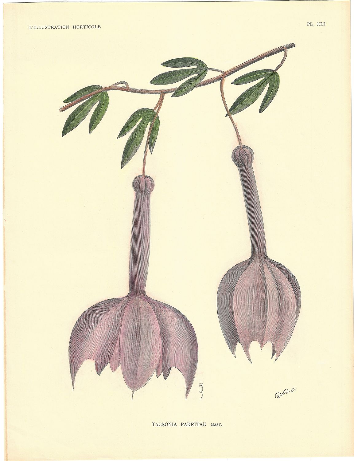 1888 Pair of Botanicals : Passiflora Parritae &amp;  Anthurium Chamberlainii -Lithographs w/hc