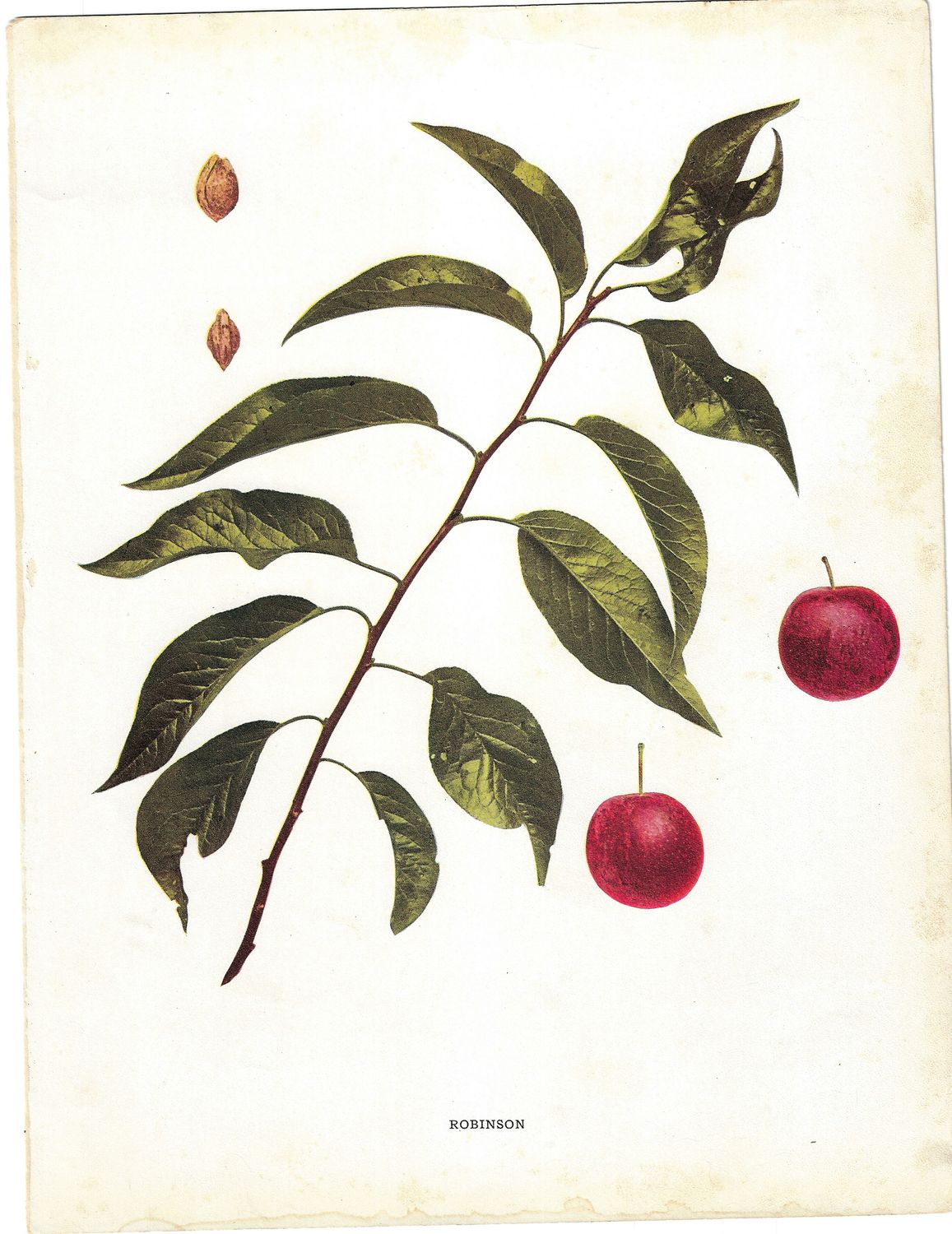 1898 Group of Studies (4) on Apples in Chromolithography