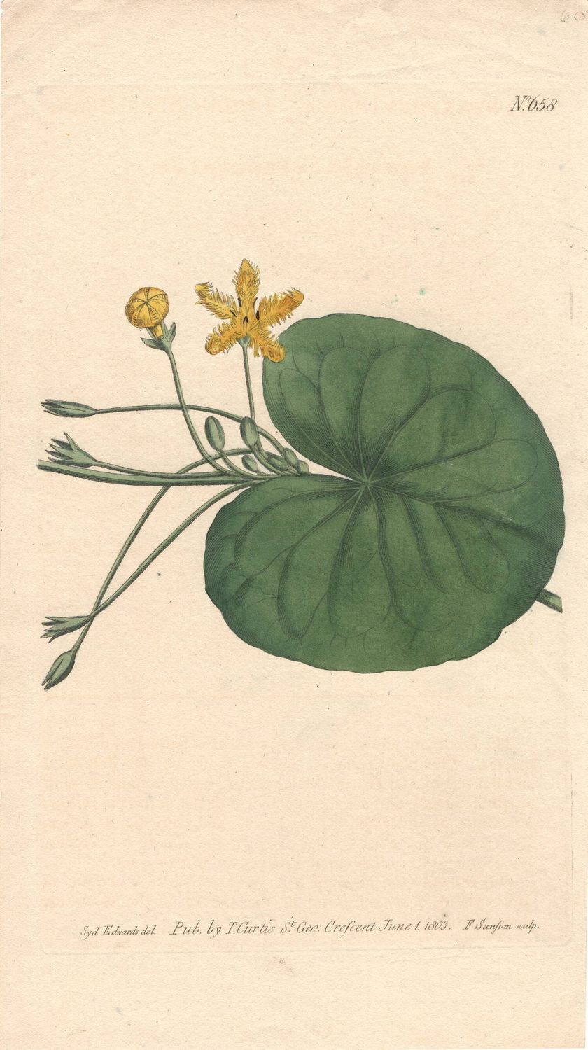 1803 Study of a Water Lillie by T.Curtiss