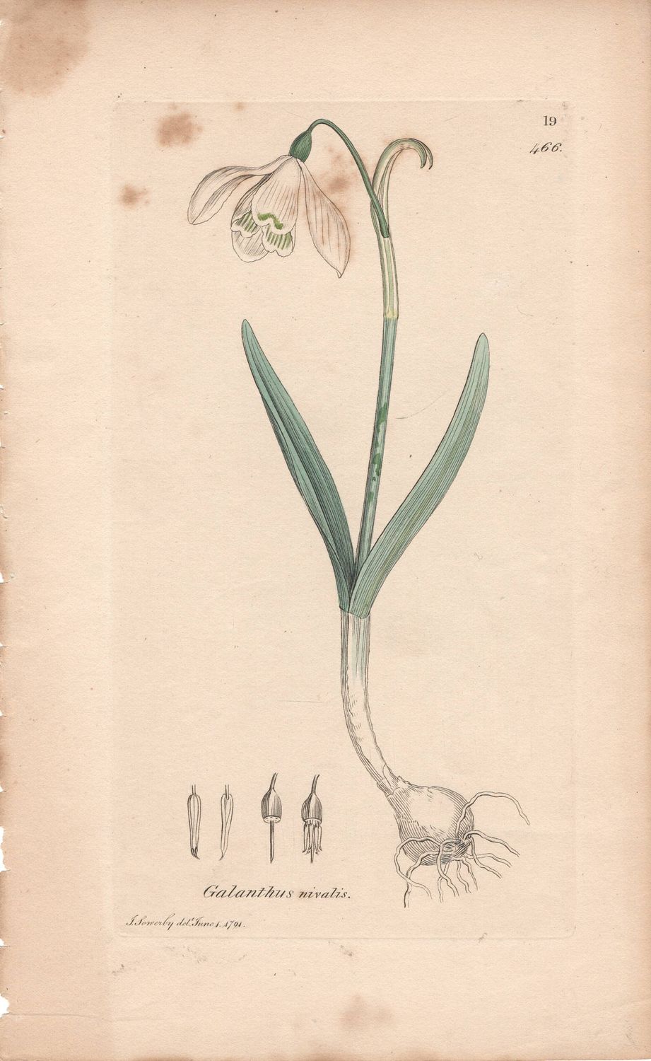 1791 Botanical Study of Plate # 466 Galanthus nivalis w/ohc By Sowerby