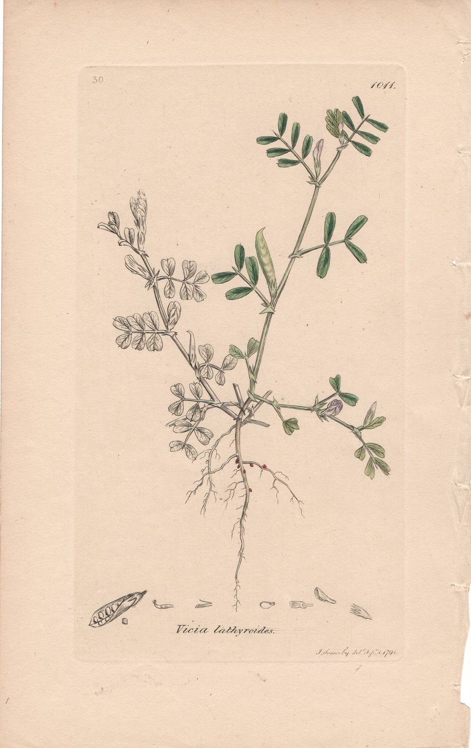 1791 Botanical Study of Vicia lathyroides w/ohc By Sowerby