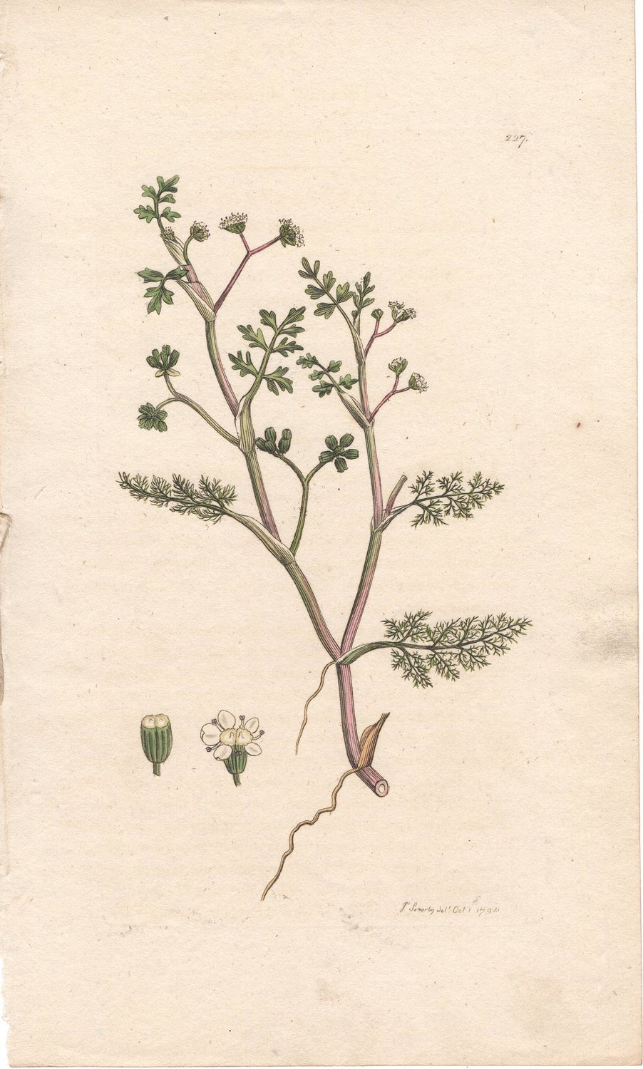 1792 Botanical Studies Pair (2) of Unknown Plants w/ohc By Sowerby