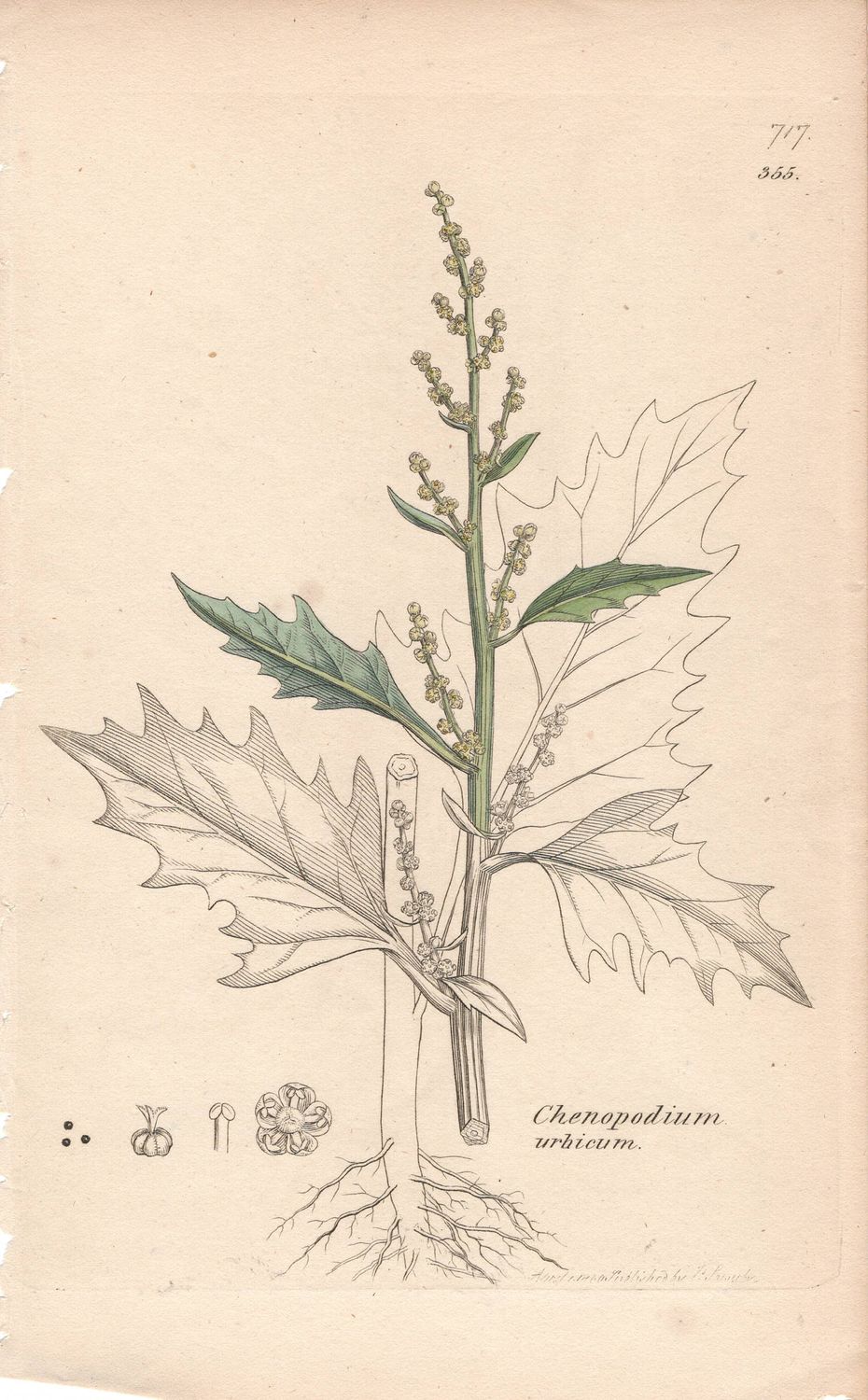 1793 Botanical Study of Chenopodium urbicum  Plate #355 w/ohc By Sowerby