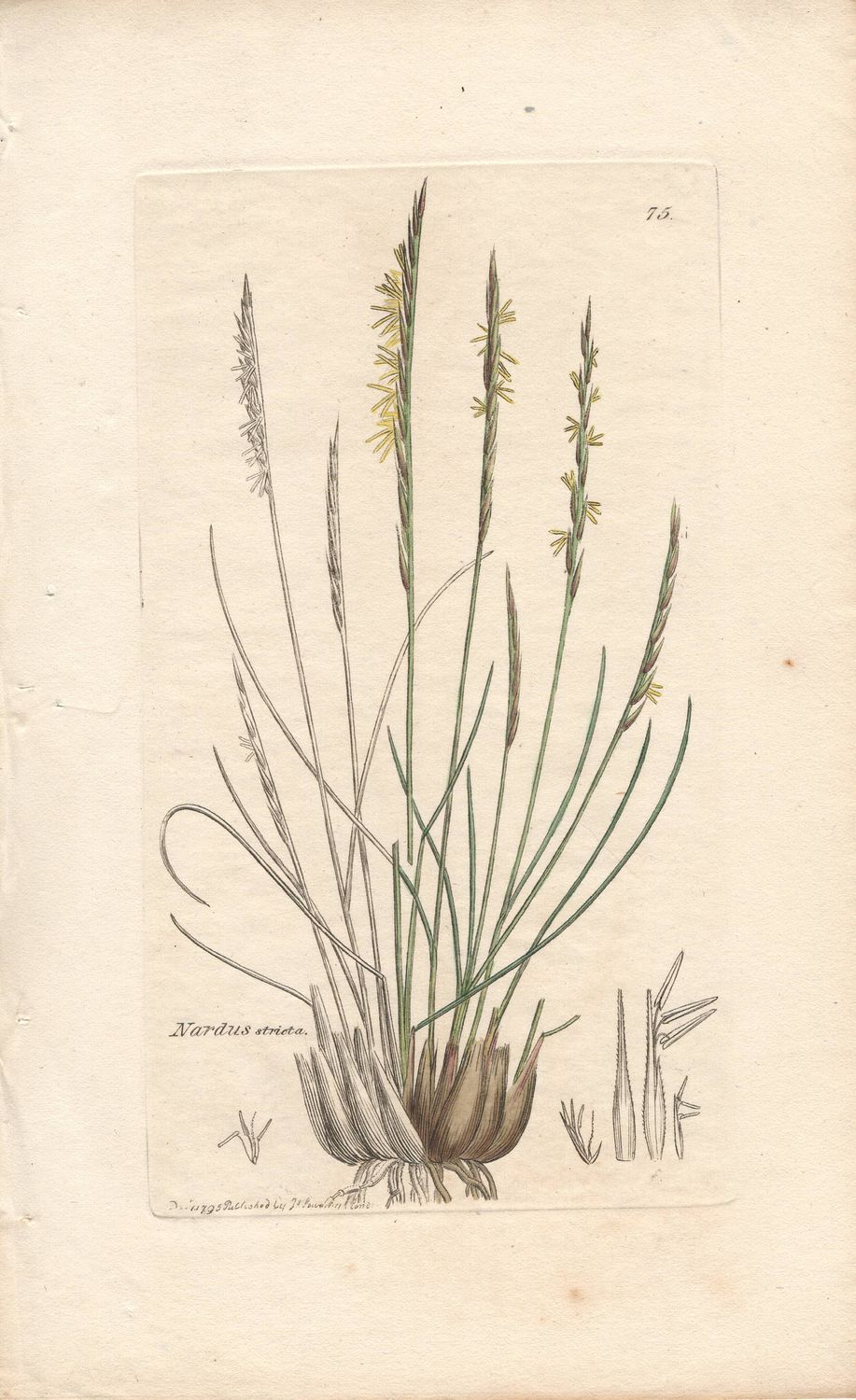 1793 Botanical Study of Nardis stricta Plate # 75 w/ohc By Sowerby