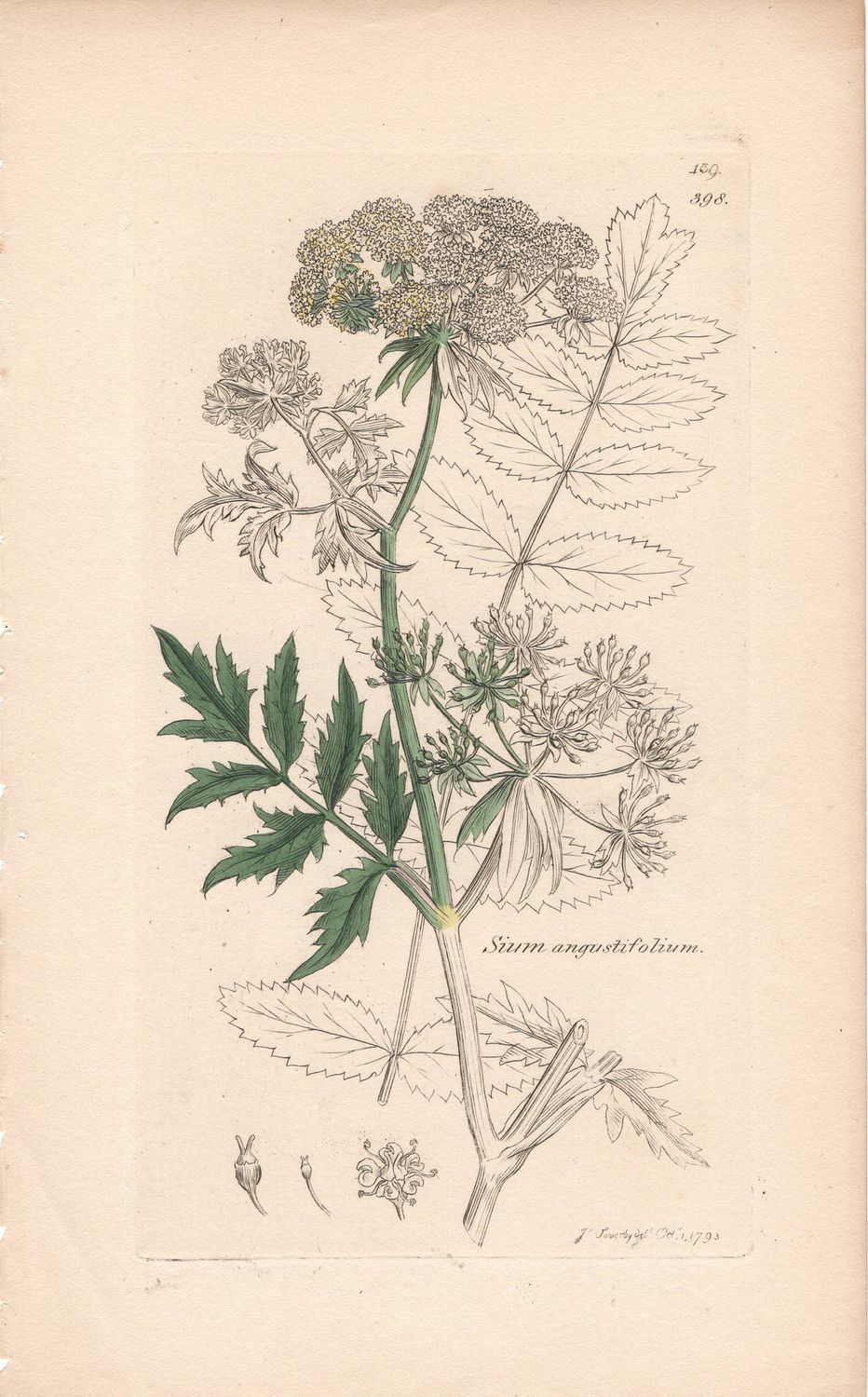 1793 Botanical Study of Plate # 398 Sium angustifolium w/ohc By Sowerby
