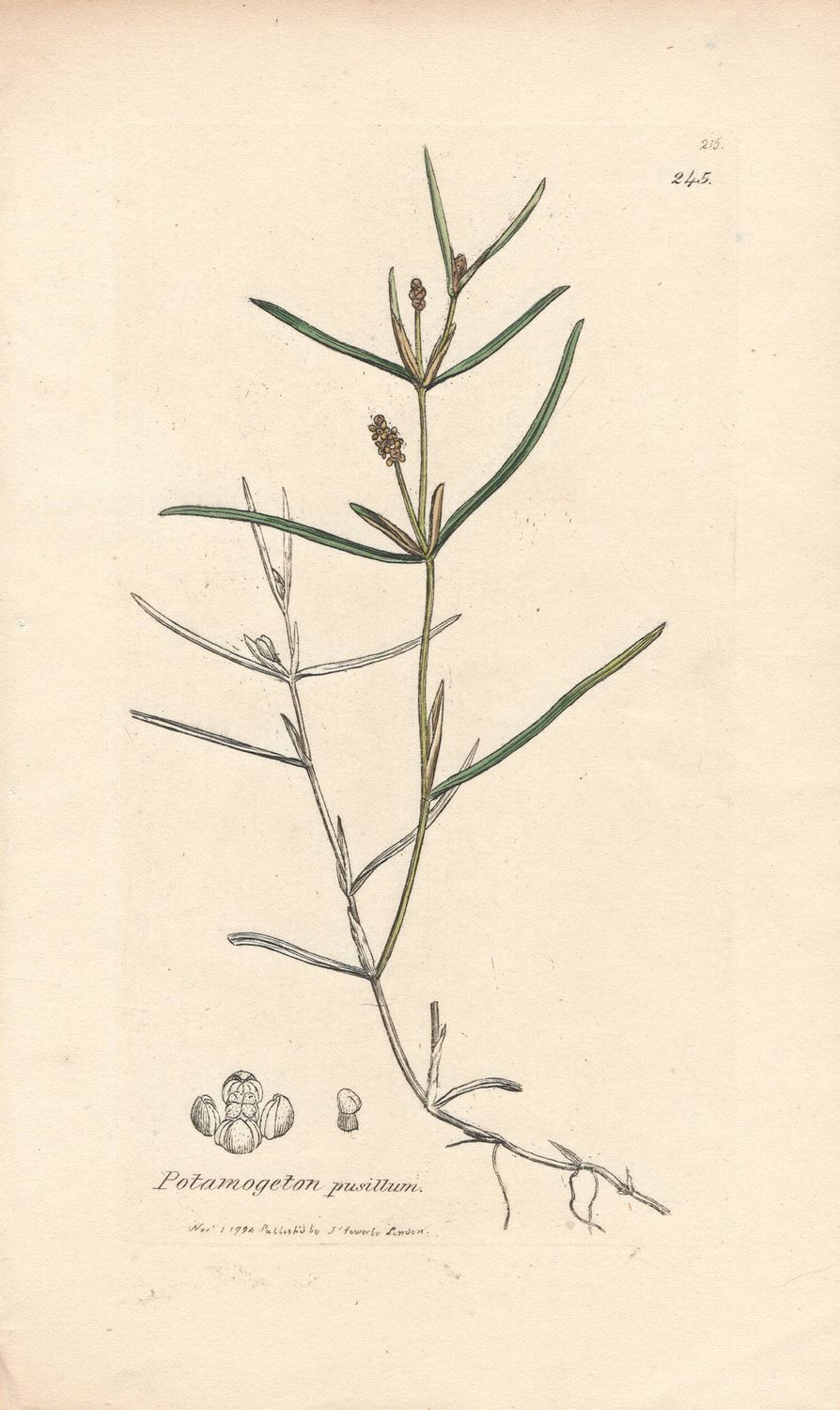 1794 Botanical Study of Plate # 245 Potamogetan pusillum w/ohc By Sowerby