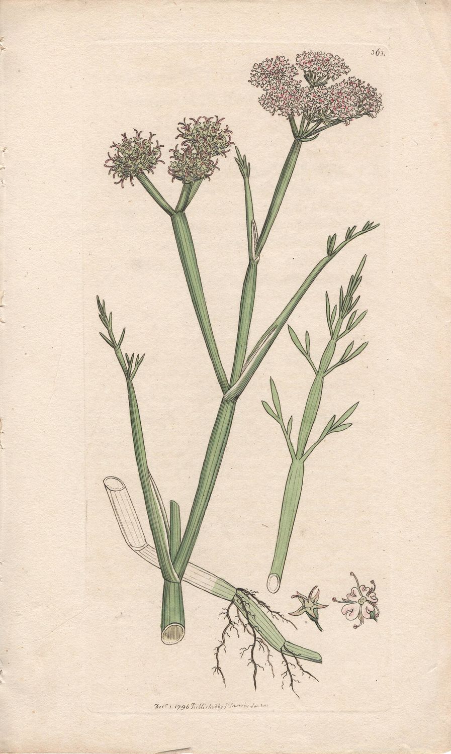 1796 Botanical Study of Plate # 363 Oenanthe fistulosa w/ text page &amp; ohc By Sowerby