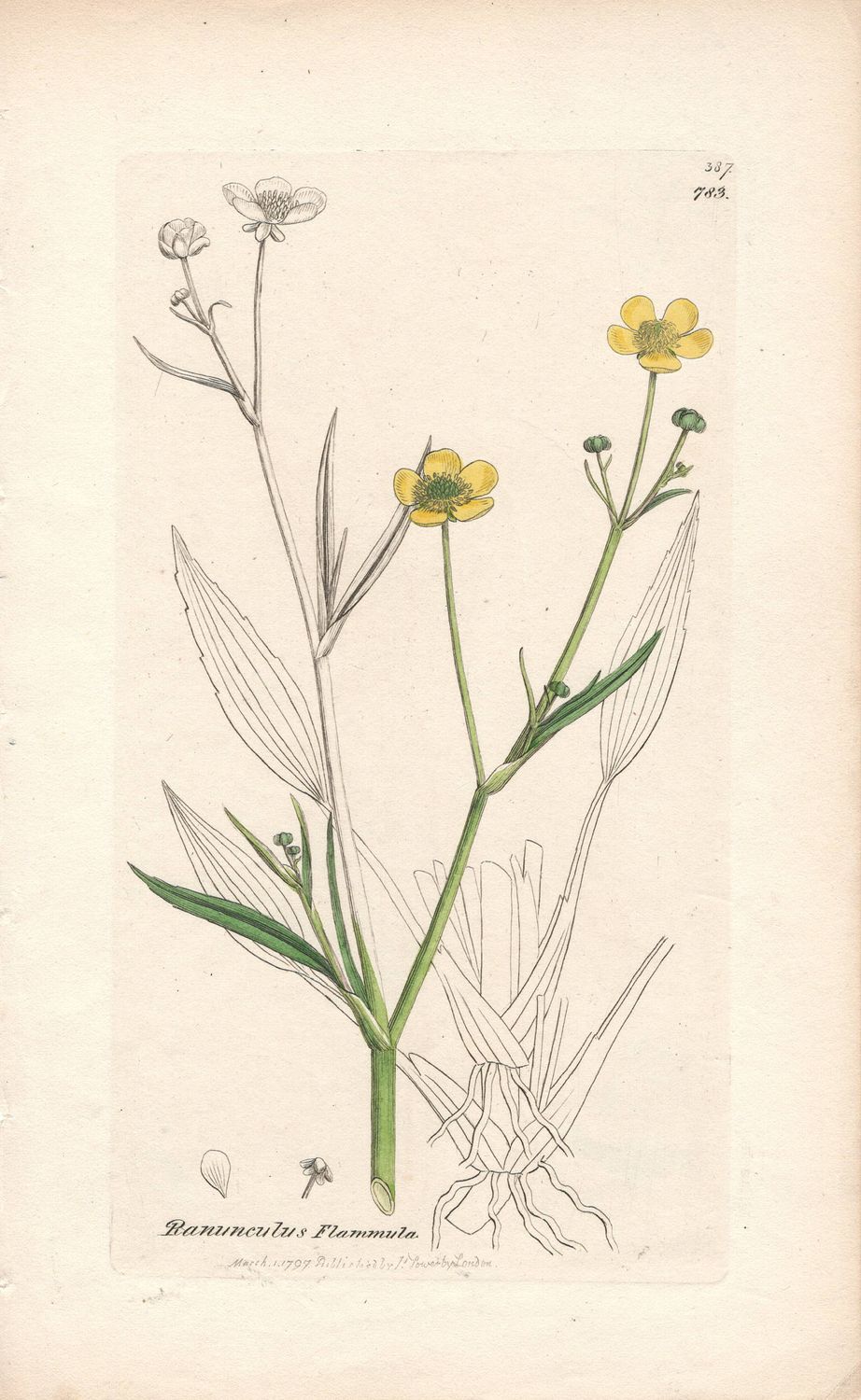 1797  Botanical Study of Plate # 783  Ranunculus flammula w/ohc By Sowerby