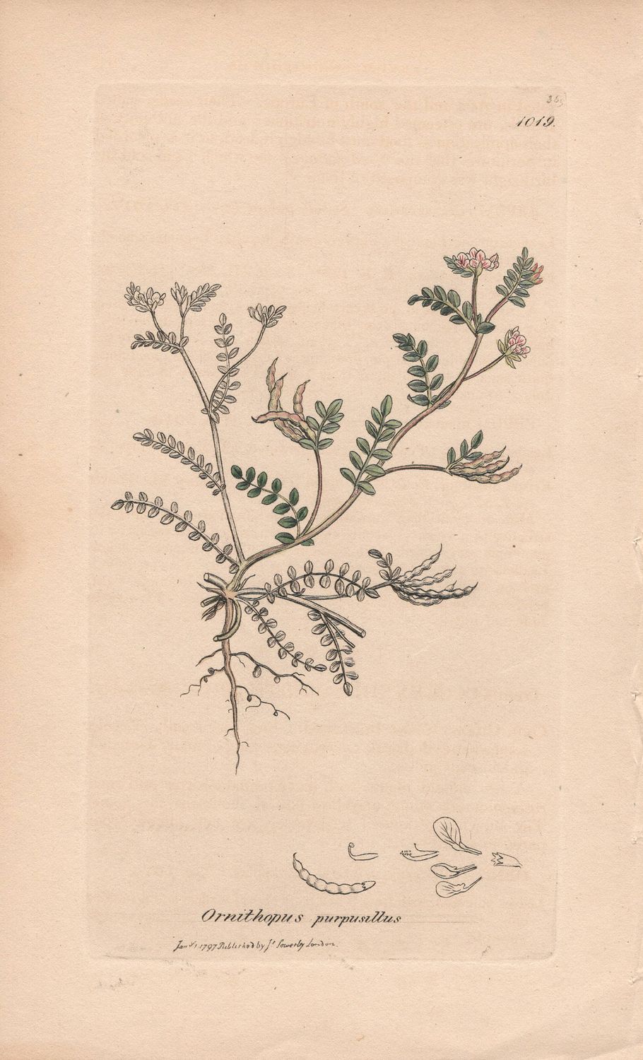 1797  Botanical Study of Plate # 1019 Ornithopus Purpusillus w/ohc By Sowerby