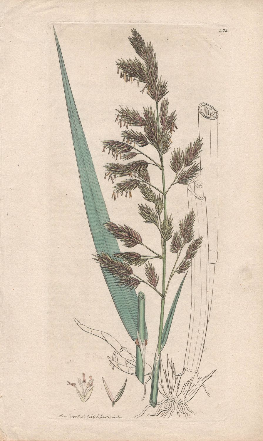 1797  Botanical Study of Plate # 402 Arundo epigejos w/ text page w/ohc By Sowerby