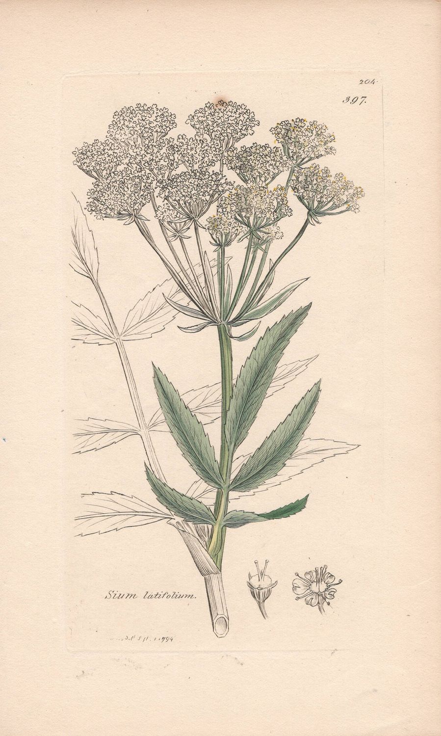 1794 Botanical Study of Plate #397 Sium latifolium w/ohc By Sowerby