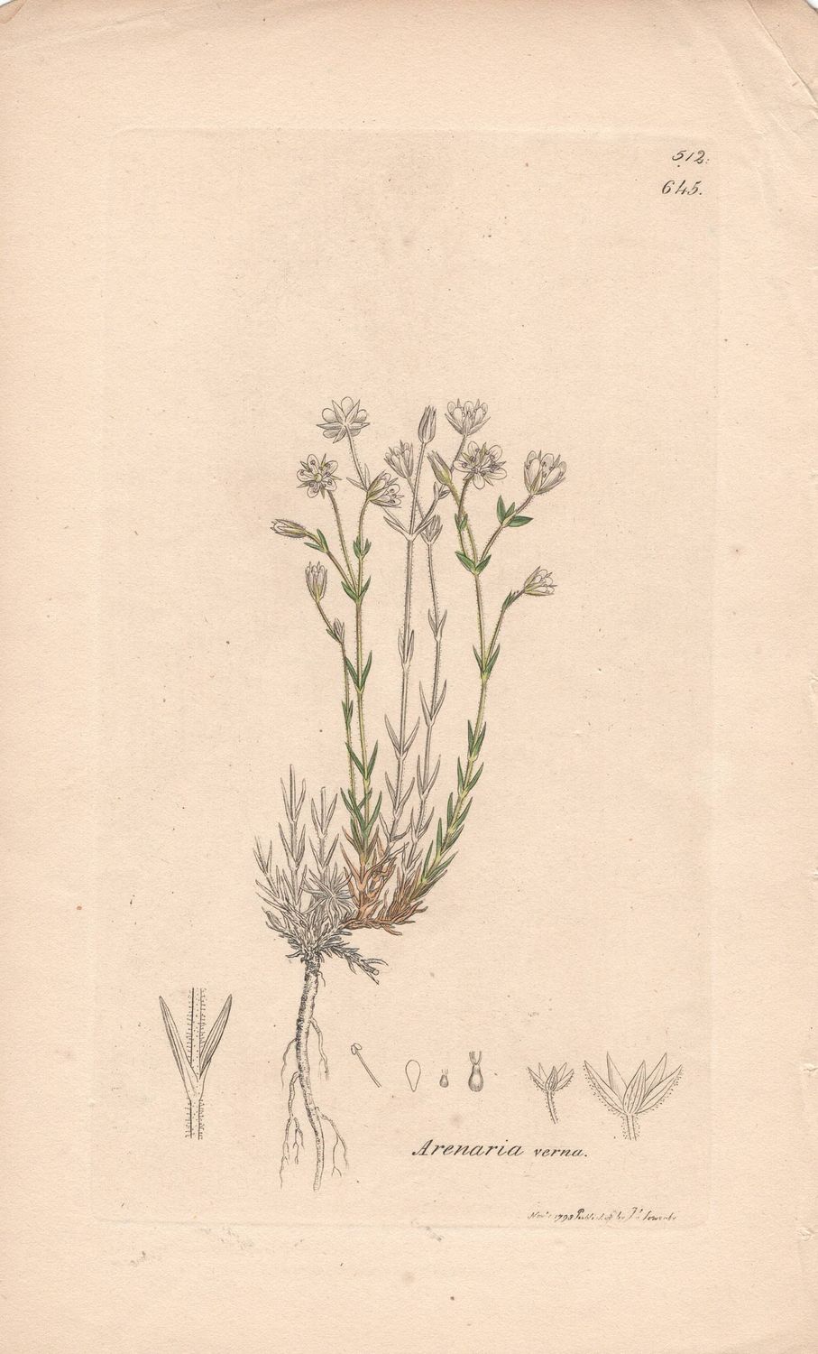 1793 Botanical Study of Plate # 645 Arenia verna w/ohc By Sowerby