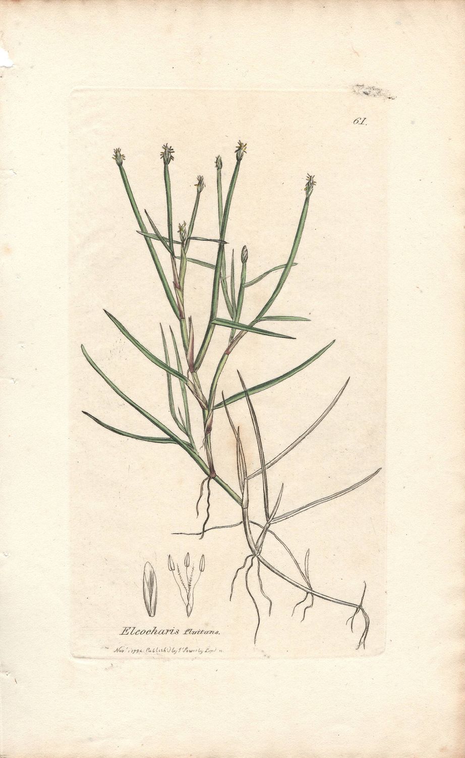 1794 Botanical Study of Plate # 61 Eleocharis fluitans w/ohc By Sowerby