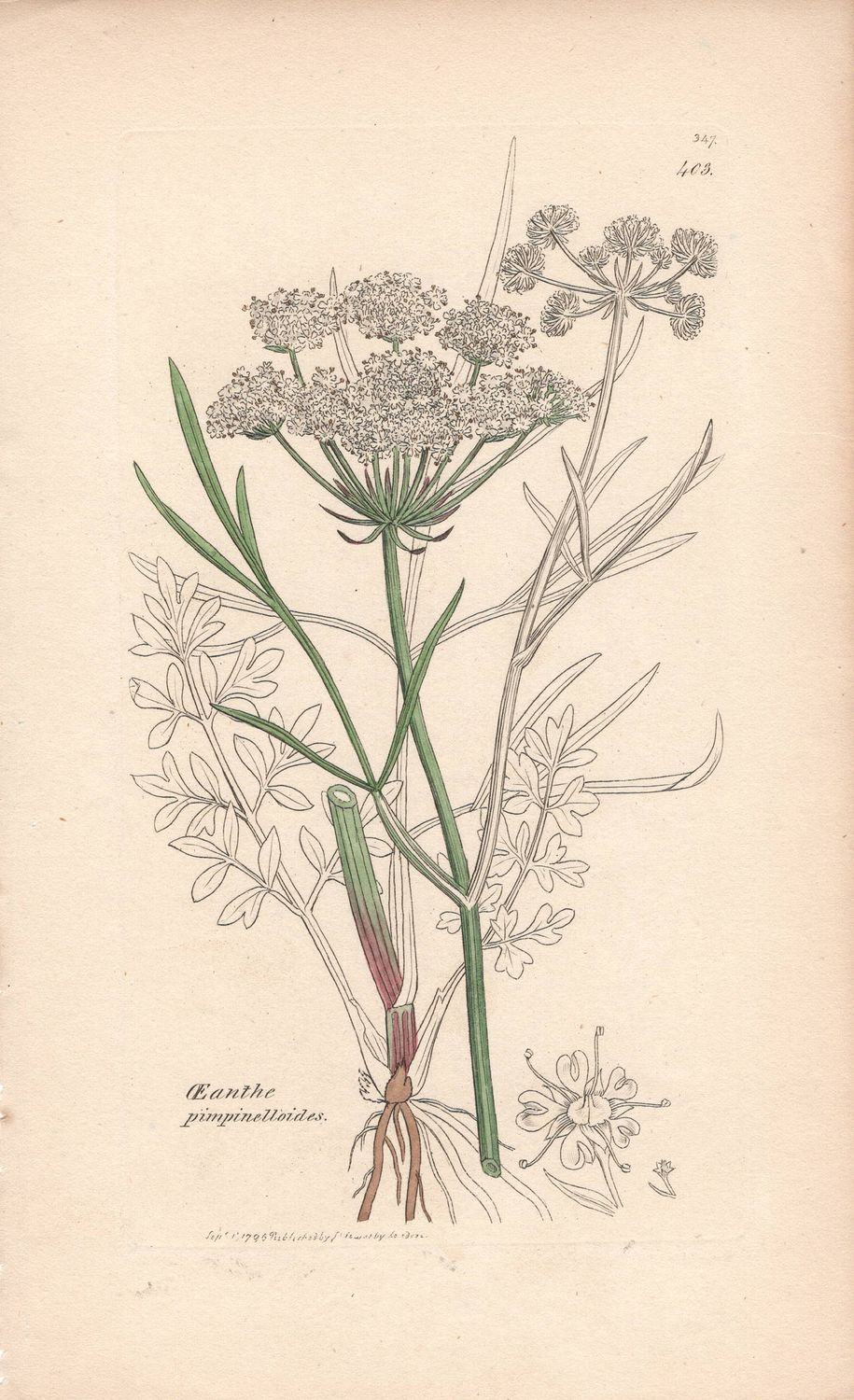 1796 Botanical Study of Plate # 403 Oeanthe pimpinelloides w/ohc By Sowerby