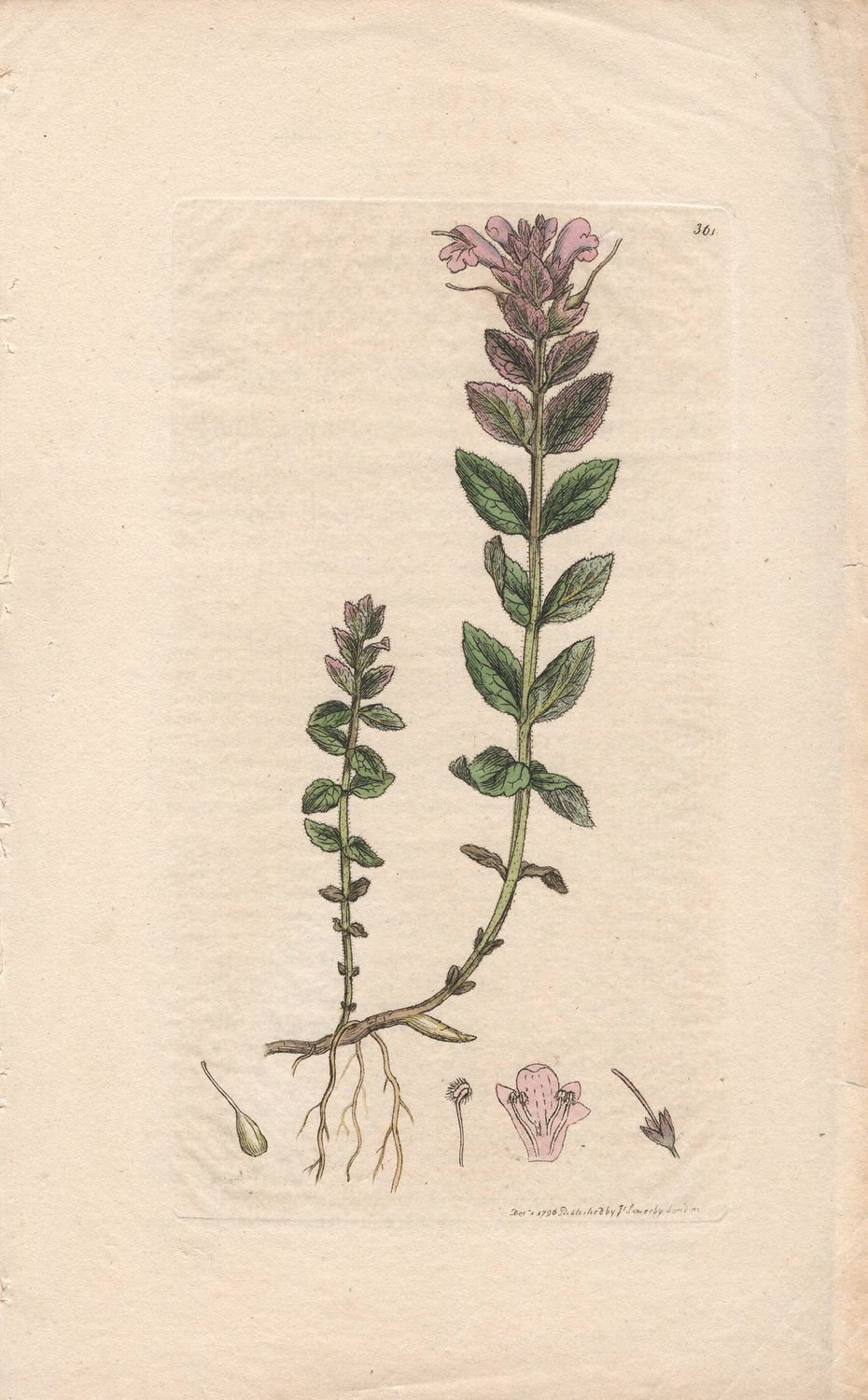 1796  Botanical Study of Plate #361 Bartsia alpina with text page w/ohc By Sowerby