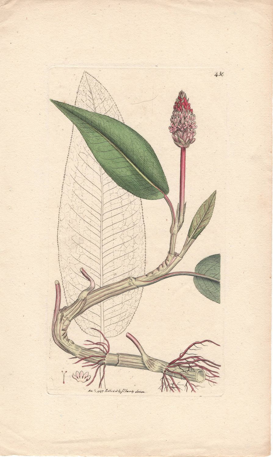 1797  Botanical Study of Plate # 436 Unk Plant w/ohc By Sowerby