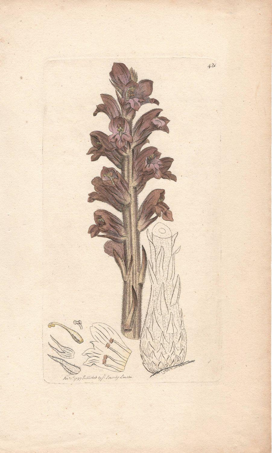 1797  Botanical Study of Plate # 421 Unk Plant w/ohc By Sowerby